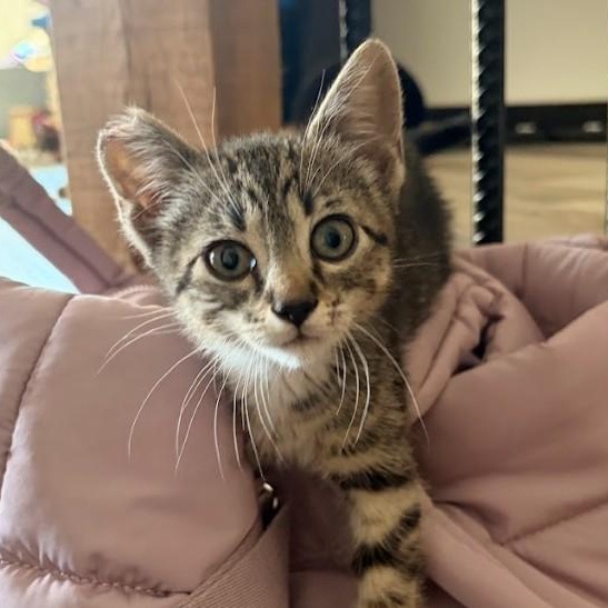 Enlarge Hazard, a ADOPTABLE Domestic Short Hair in Morden, MB image 3/6