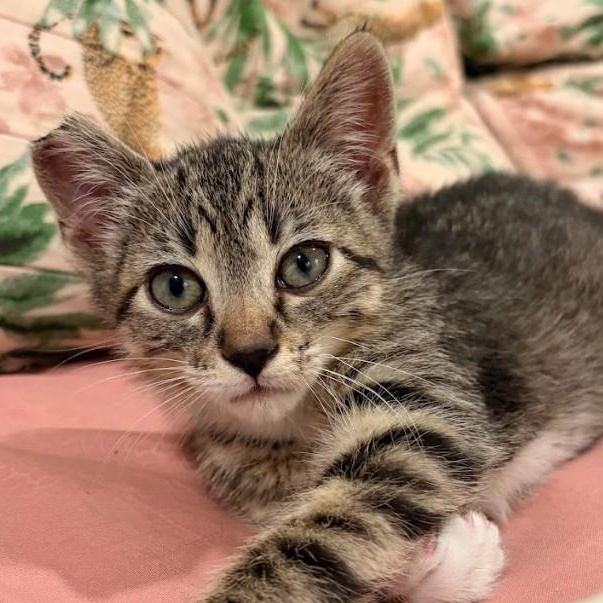 Enlarge Hazard, a ADOPTABLE Domestic Short Hair in Morden, MB image 5/6