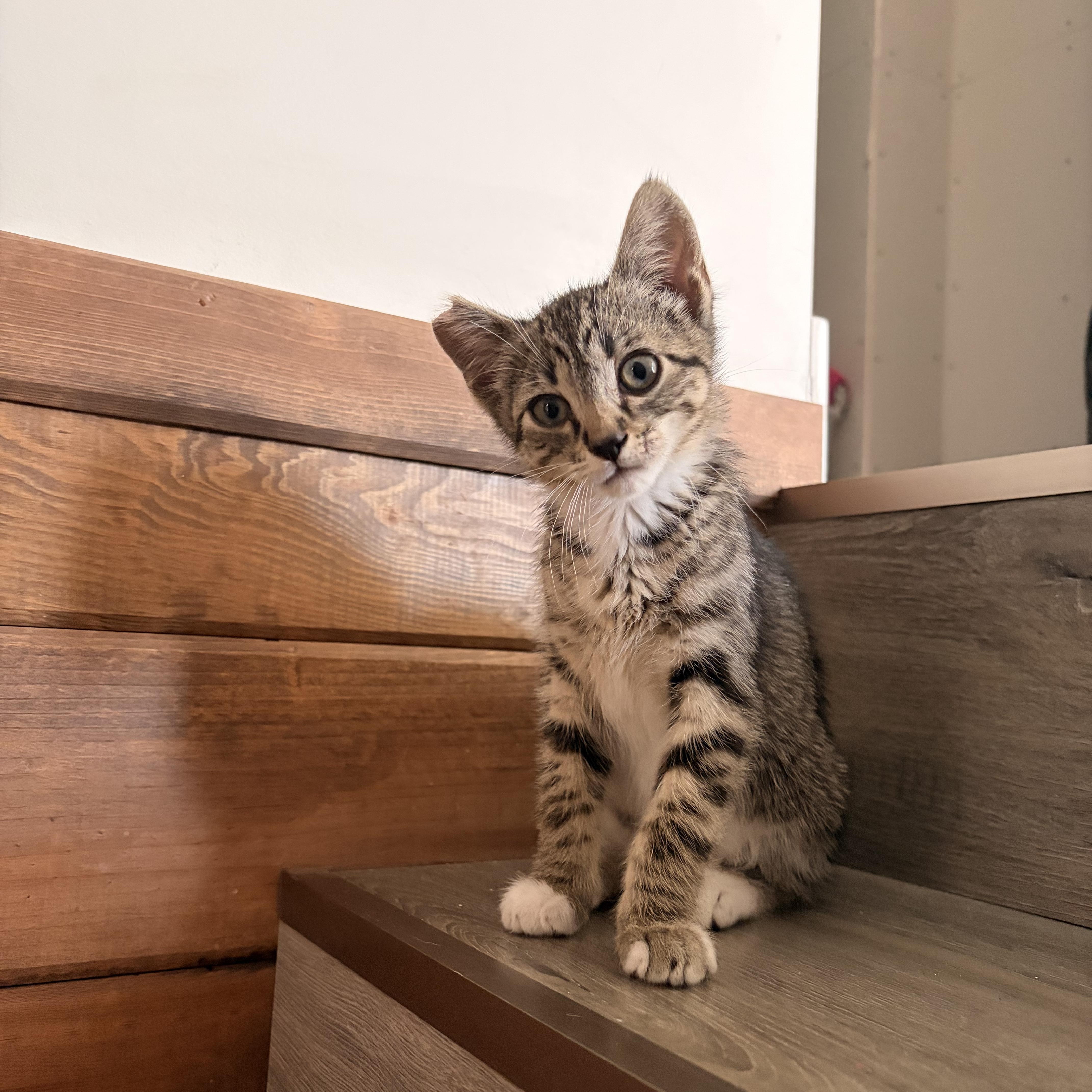 Enlarge Hazard, a ADOPTABLE Domestic Short Hair in Morden, MB image 2/6