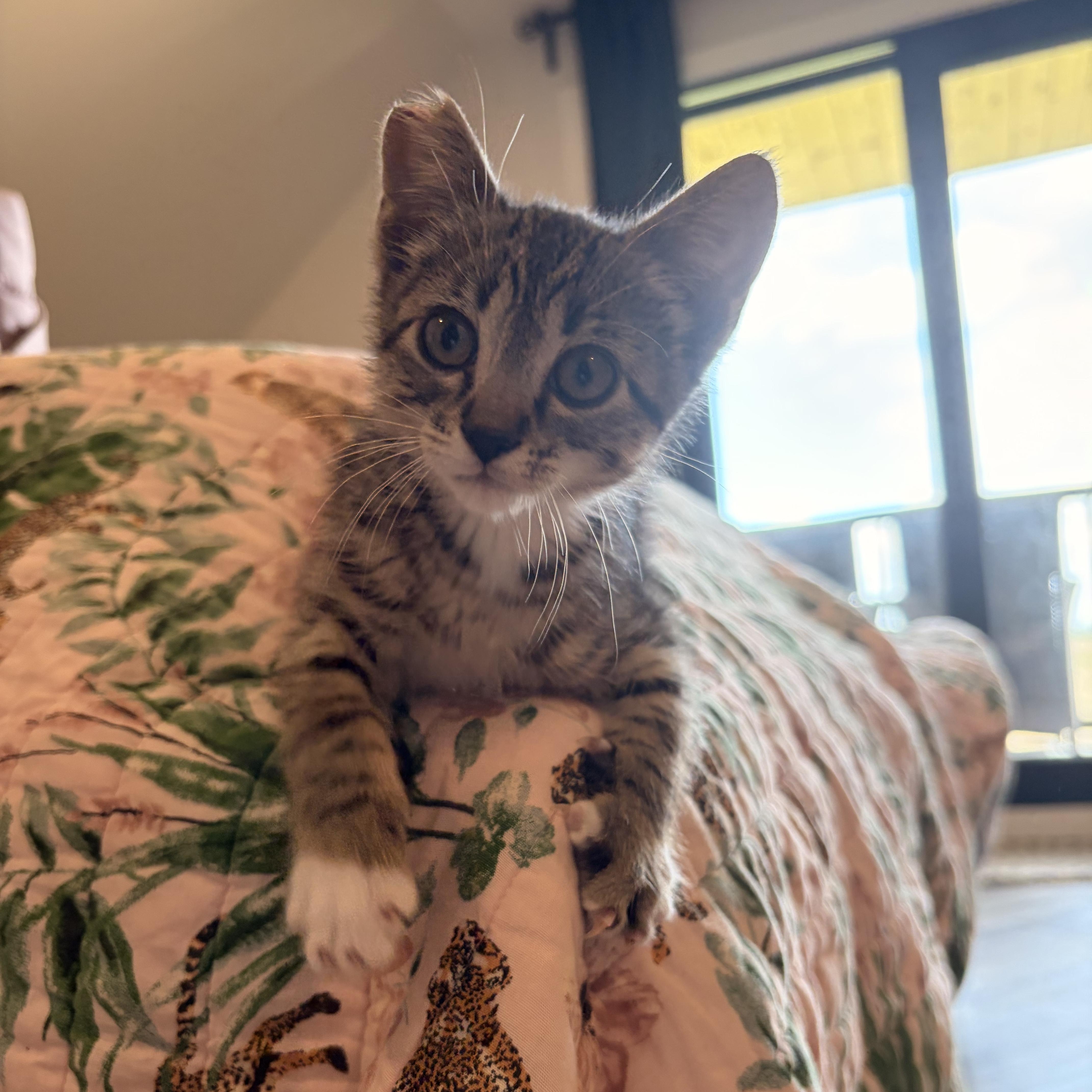 Hazard, ADOPTABLE, Young Female Domestic Short Hair.