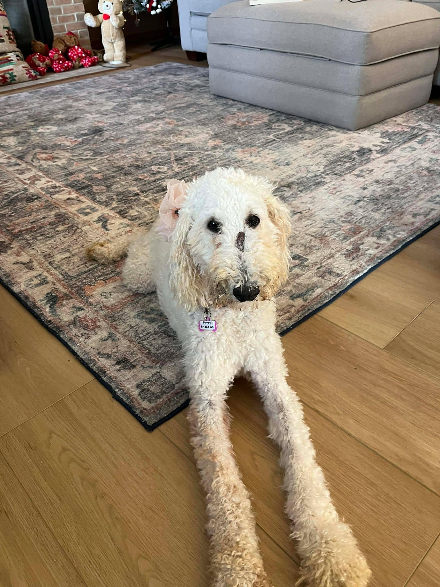 Enlarge Hudsyn, a ADOPTABLE mixed breed in Grand Rapids, MI image 2/4