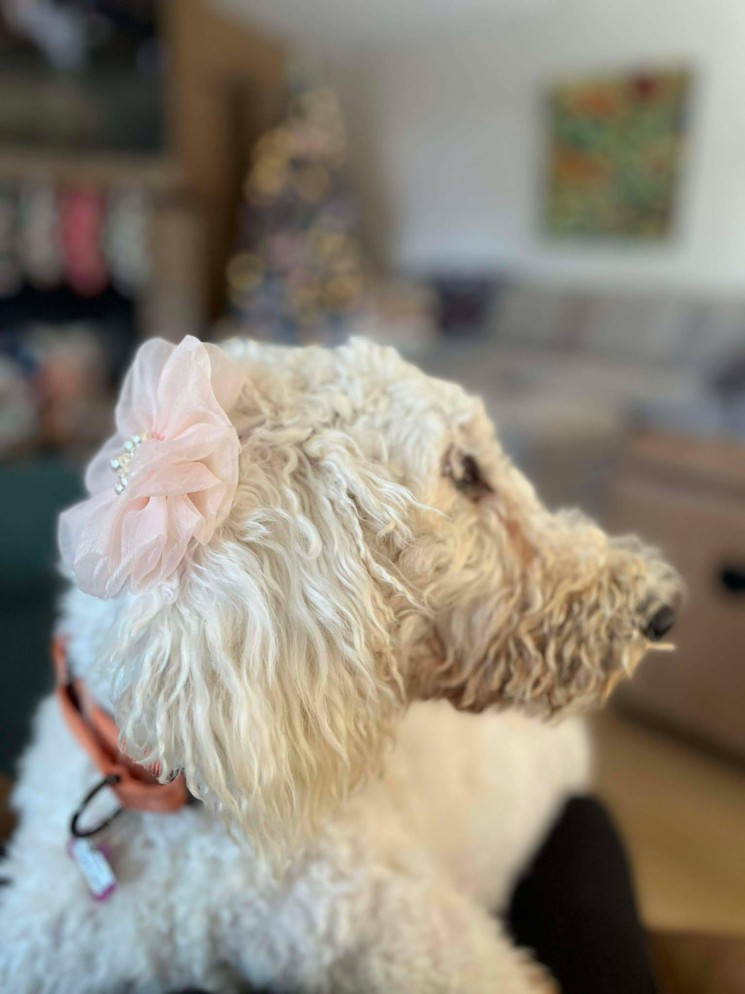 Enlarge Hudsyn, a ADOPTABLE mixed breed in Grand Rapids, MI image 4/4