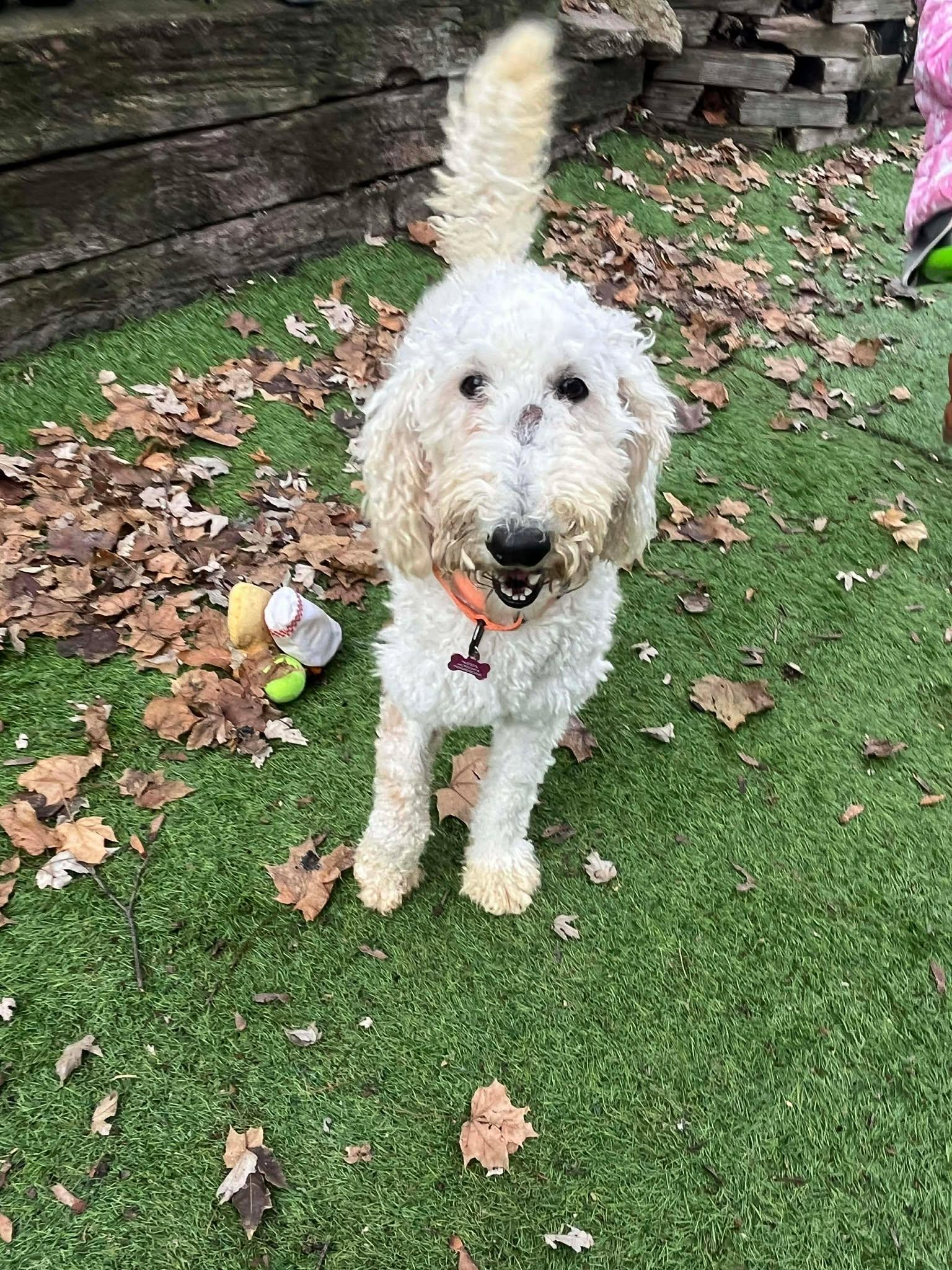 Hudsyn, ADOPTABLE, Young Female Labradoodle.