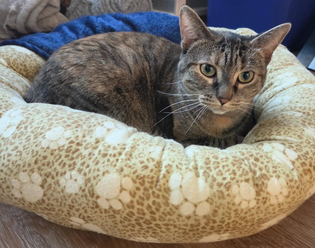 Xena, Adoptable, Adult Female Domestic Short Hair.