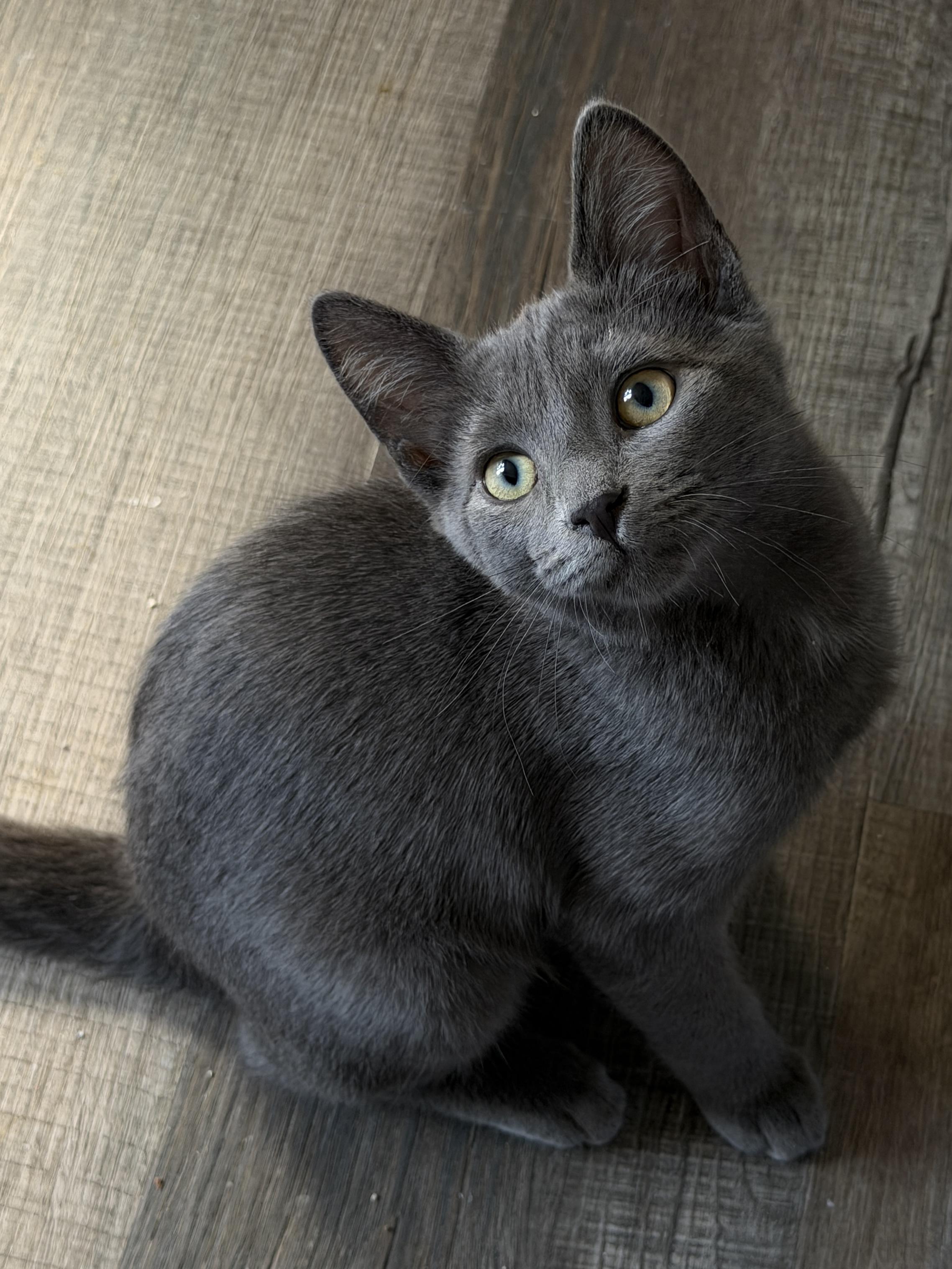 Tuck, Adoptable, Kitten Male Domestic Short Hair.