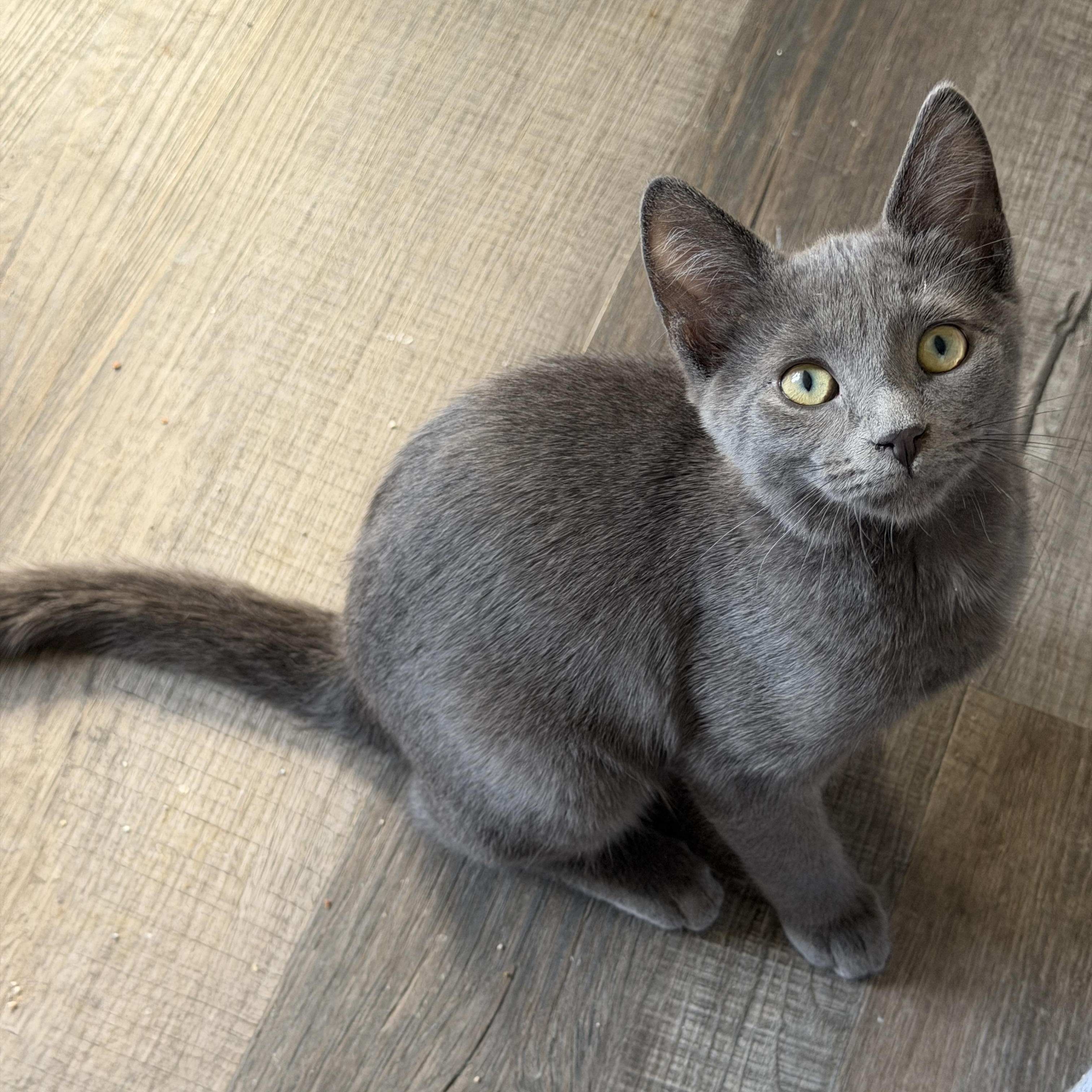 Enlarge Tuck, a Adoptable Domestic Short Hair in South Lyon, MI image 4/6