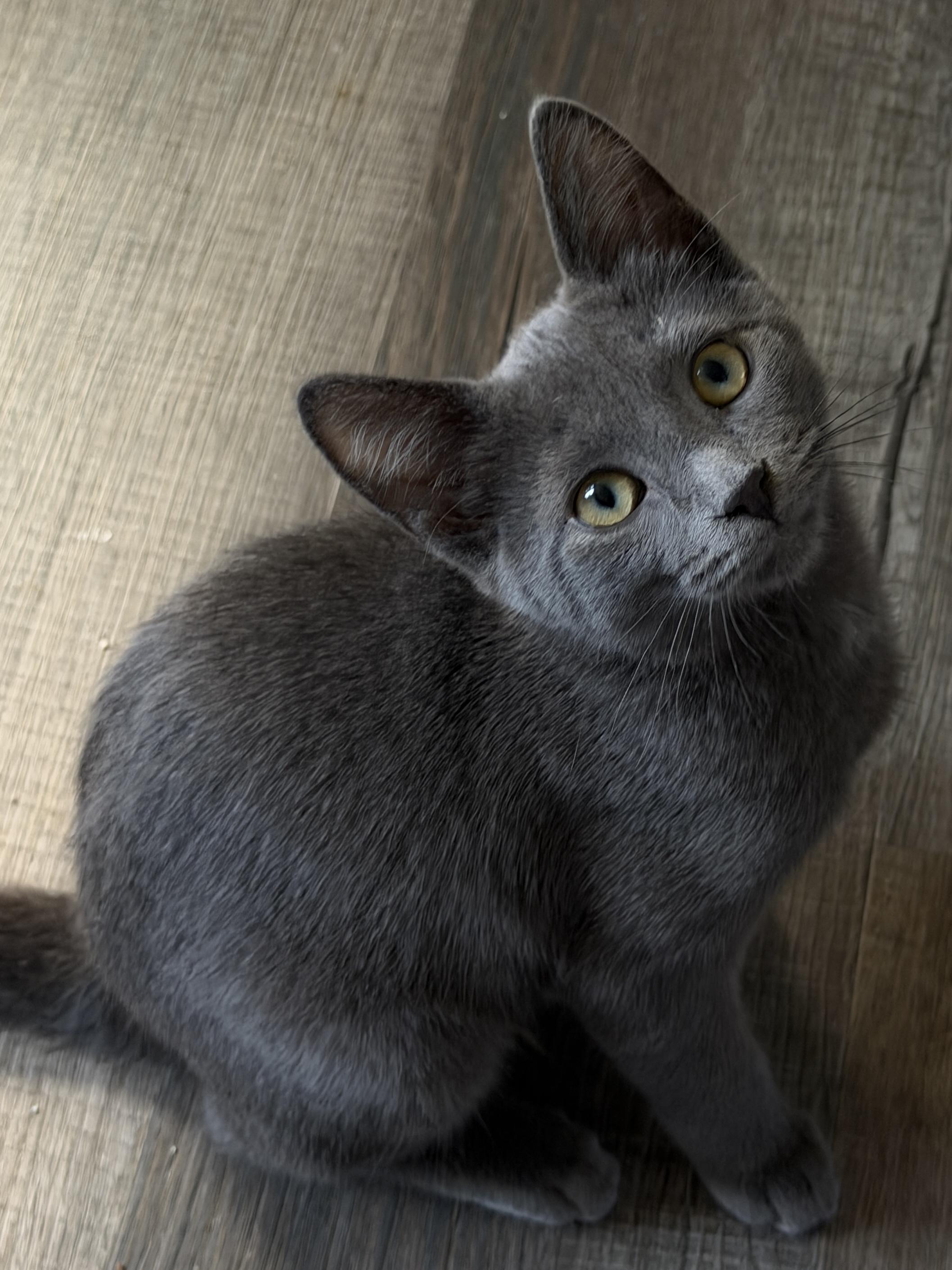 Enlarge Tuck, a Adoptable Domestic Short Hair in South Lyon, MI image 3/6