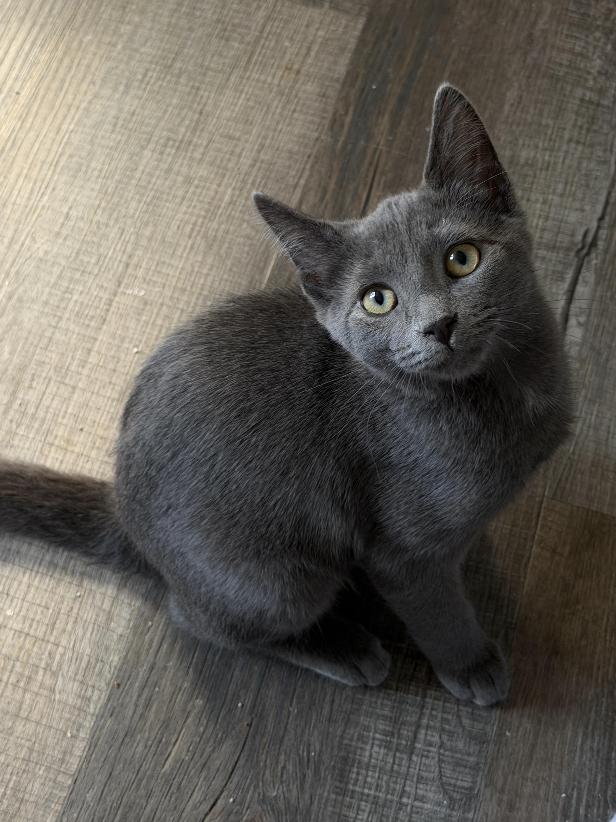 Enlarge Tuck, a Adoptable Domestic Short Hair in South Lyon, MI image 2/6