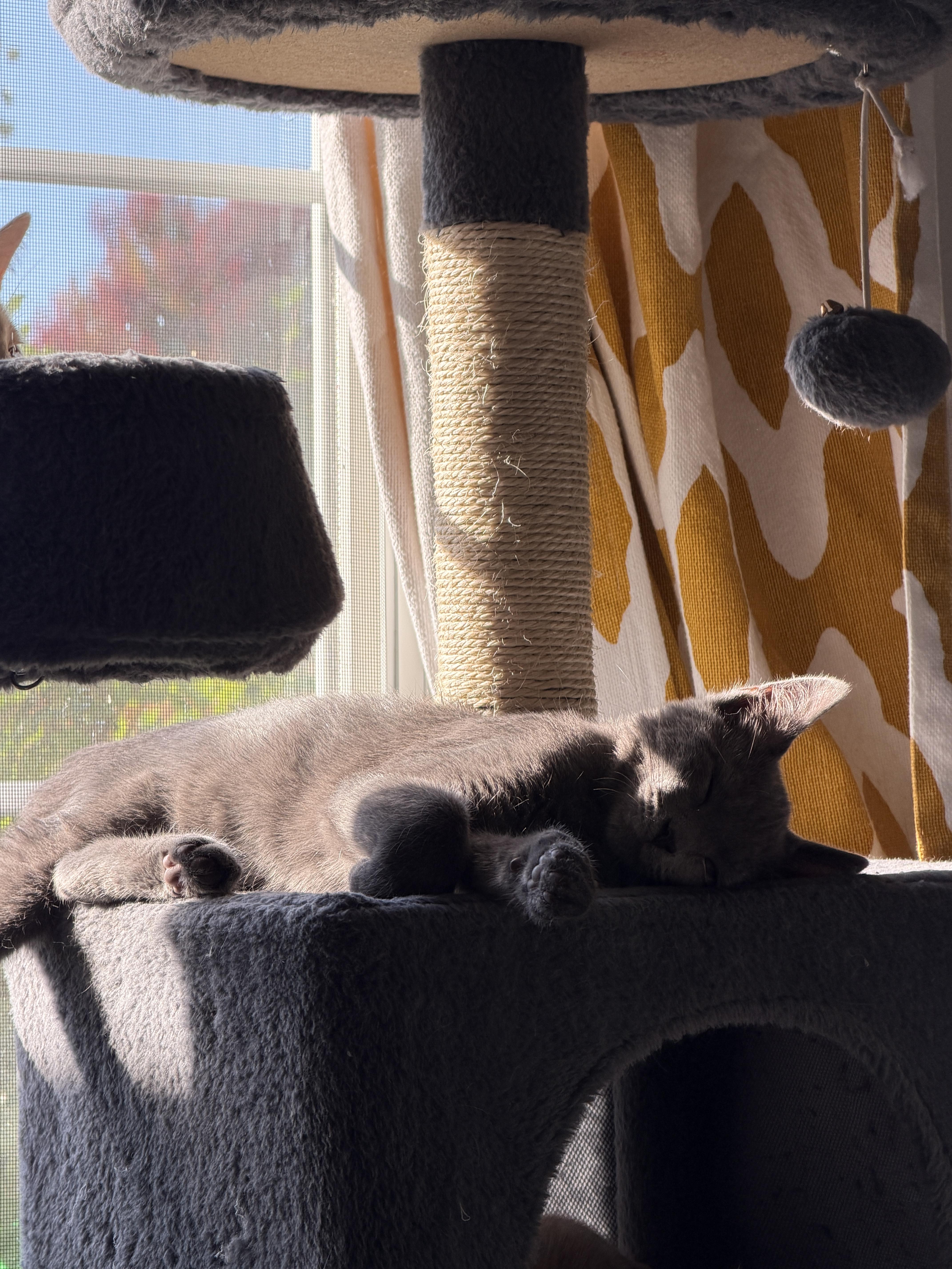 Enlarge Tuck, a Adoptable Domestic Short Hair in South Lyon, MI image 6/6