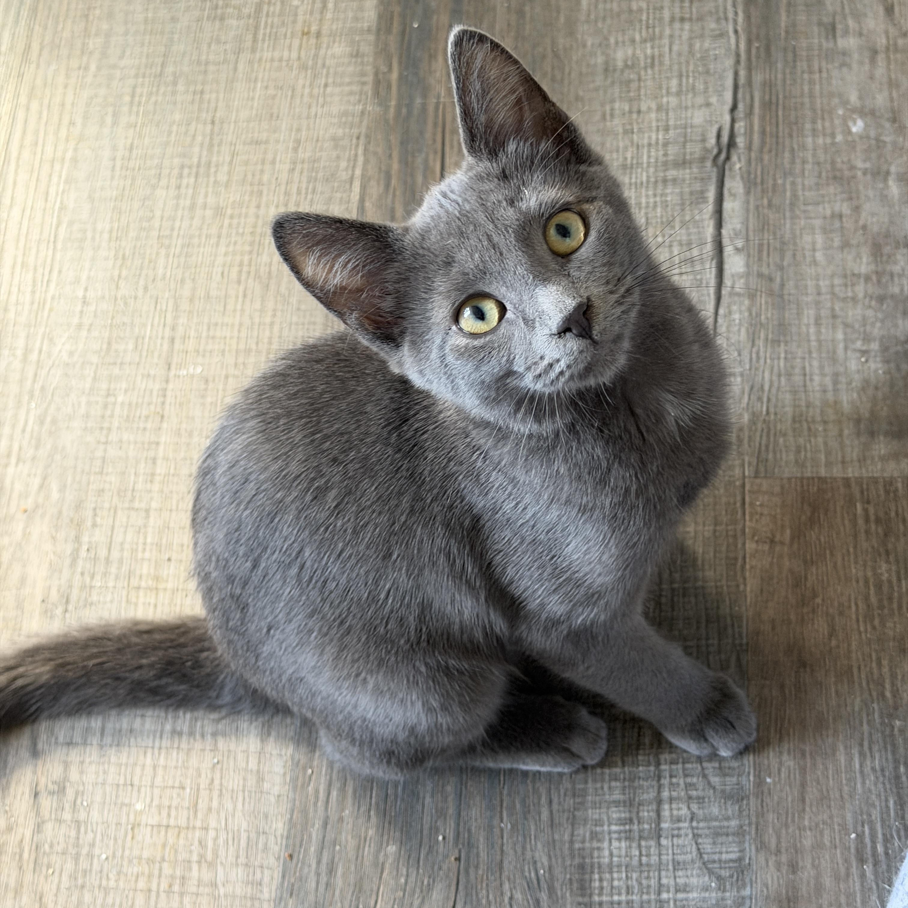 Enlarge Tuck, a Adoptable Domestic Short Hair in South Lyon, MI image 5/6