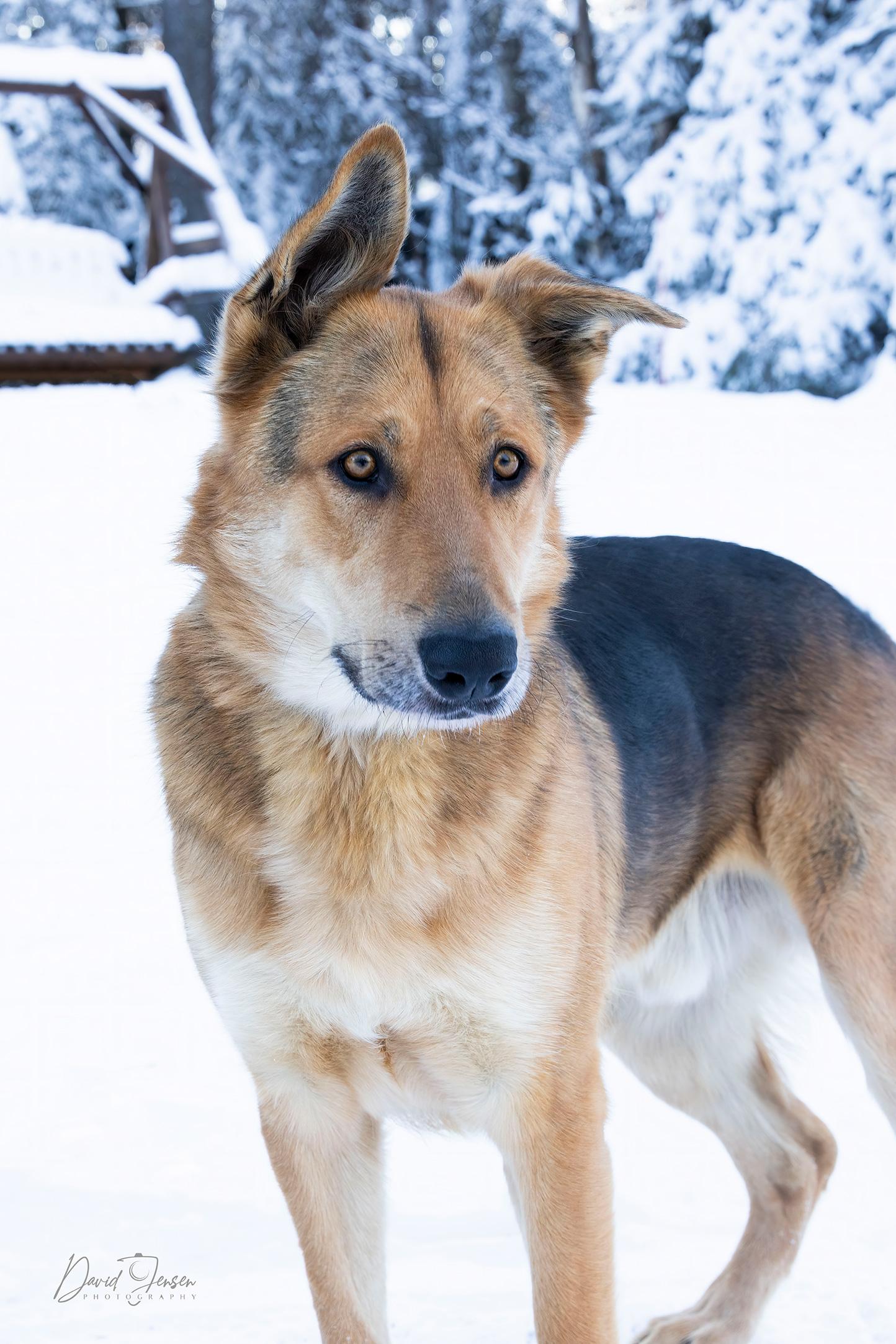 Enlarge Thor, a Adoptable mixed breed in Anchorage, AK image 1/3