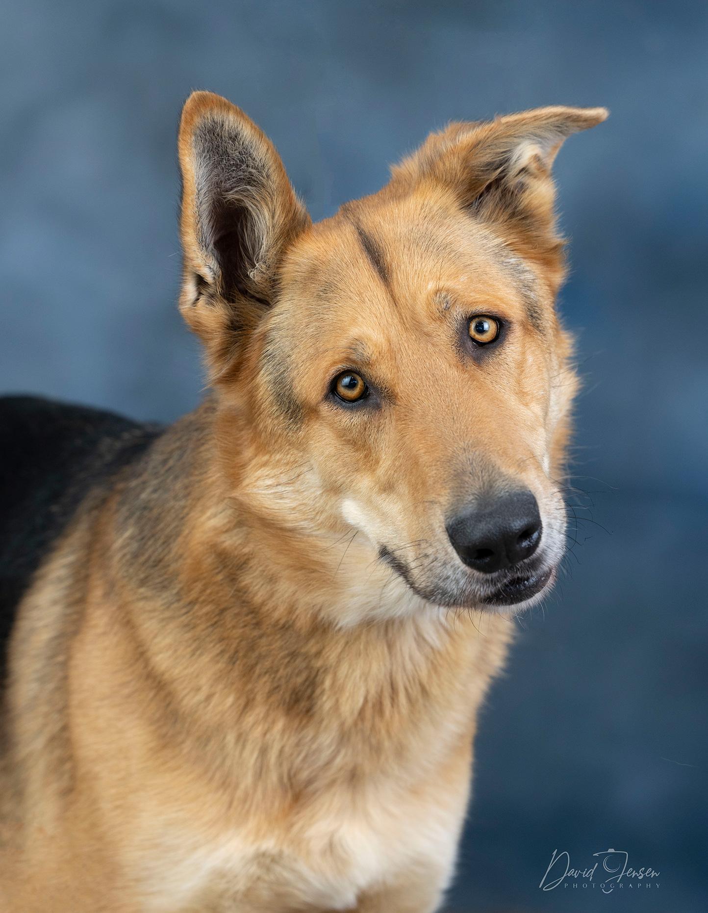 Enlarge Thor, a Adoptable mixed breed in Anchorage, AK image 2/3