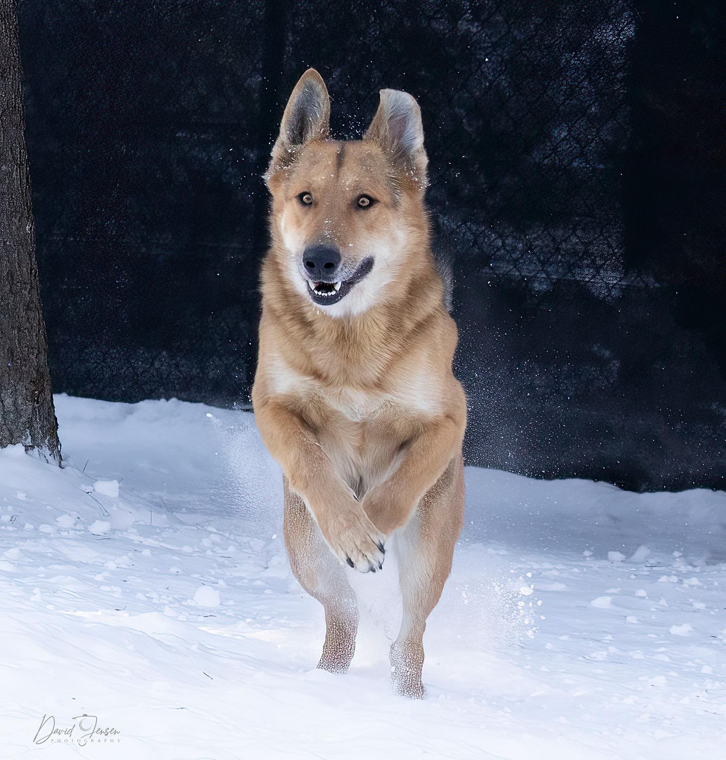 Enlarge Thor, a Adoptable mixed breed in Anchorage, AK image 3/3