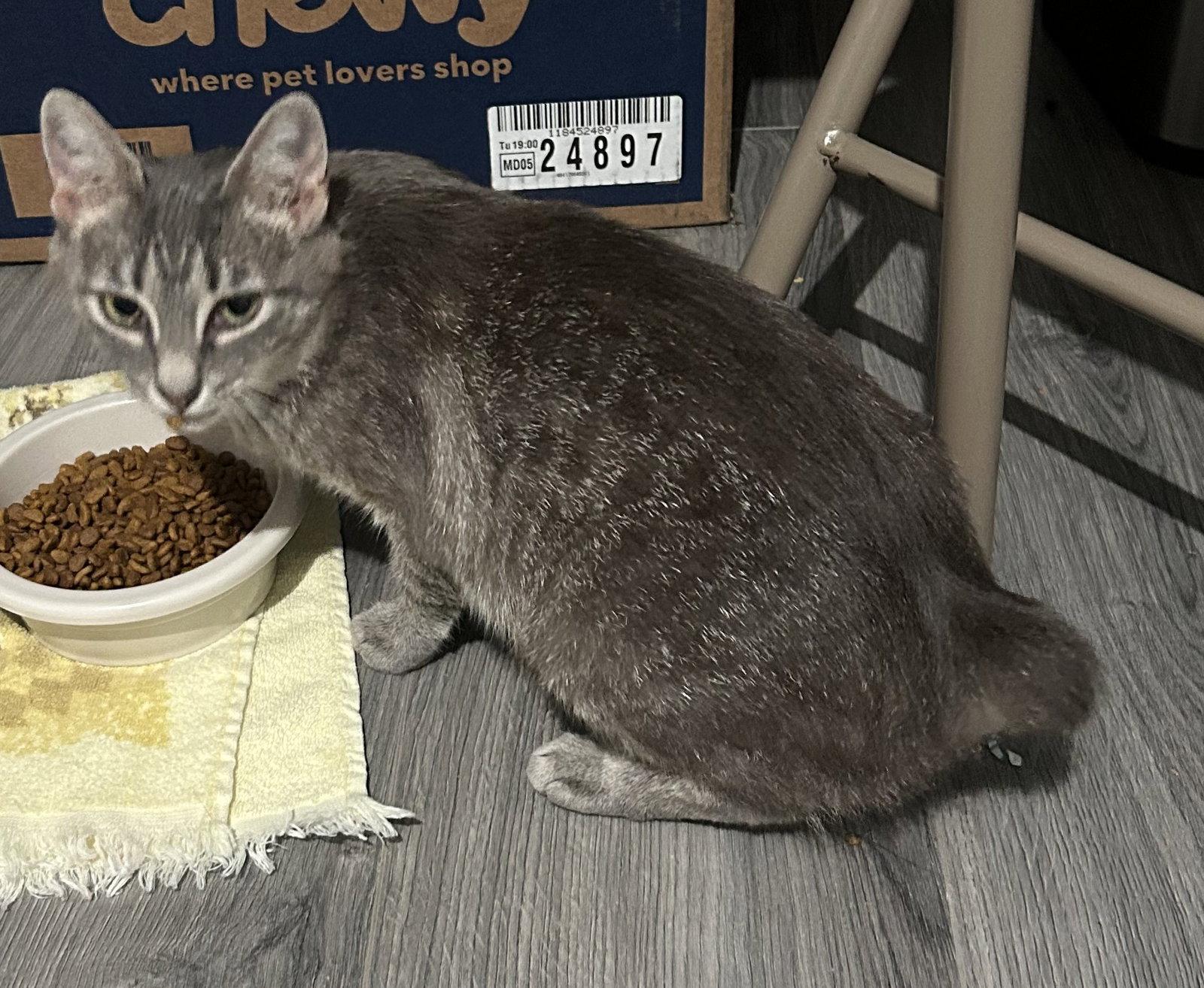 Enlarge Miss Bob Tail, a Adoptable Domestic Short Hair in Crossville, TN image 1/3