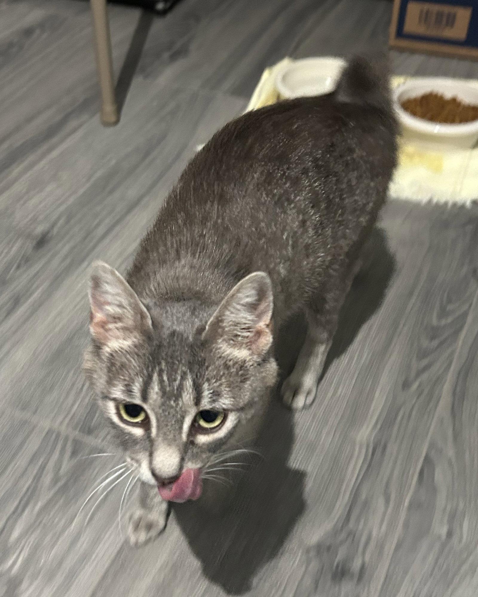 Enlarge Miss Bob Tail, a Adoptable Domestic Short Hair in Crossville, TN image 2/3