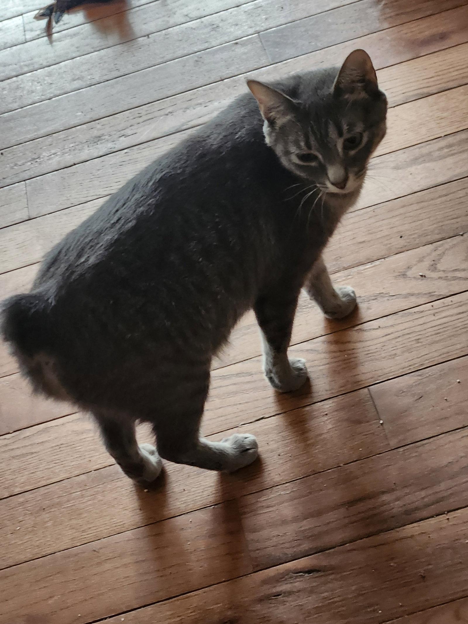 Enlarge Miss Bob Tail, a Adoptable Domestic Short Hair in Crossville, TN image 3/3