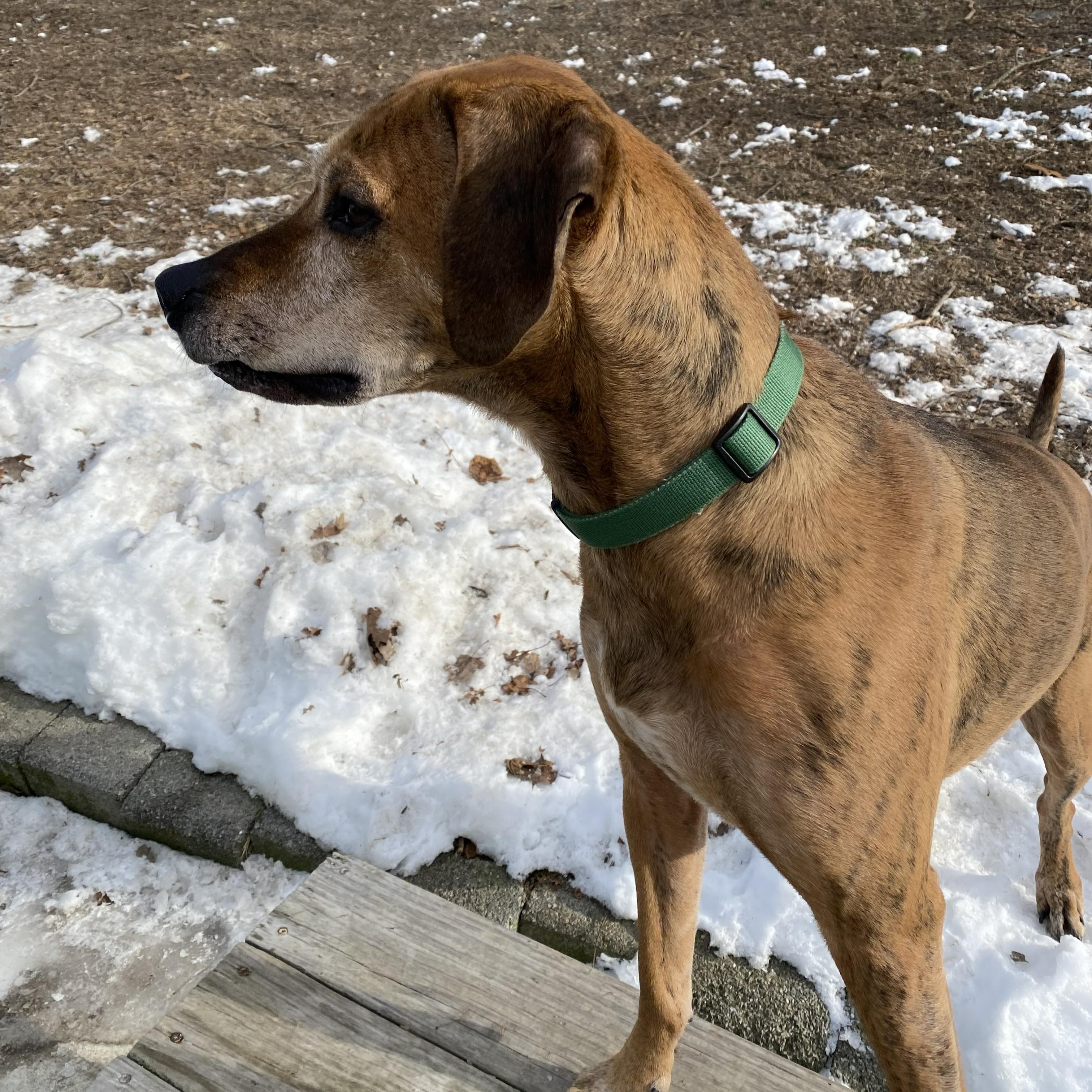 Hank, a ADOPTABLE mixed breed in Beacon, NY image 5/6