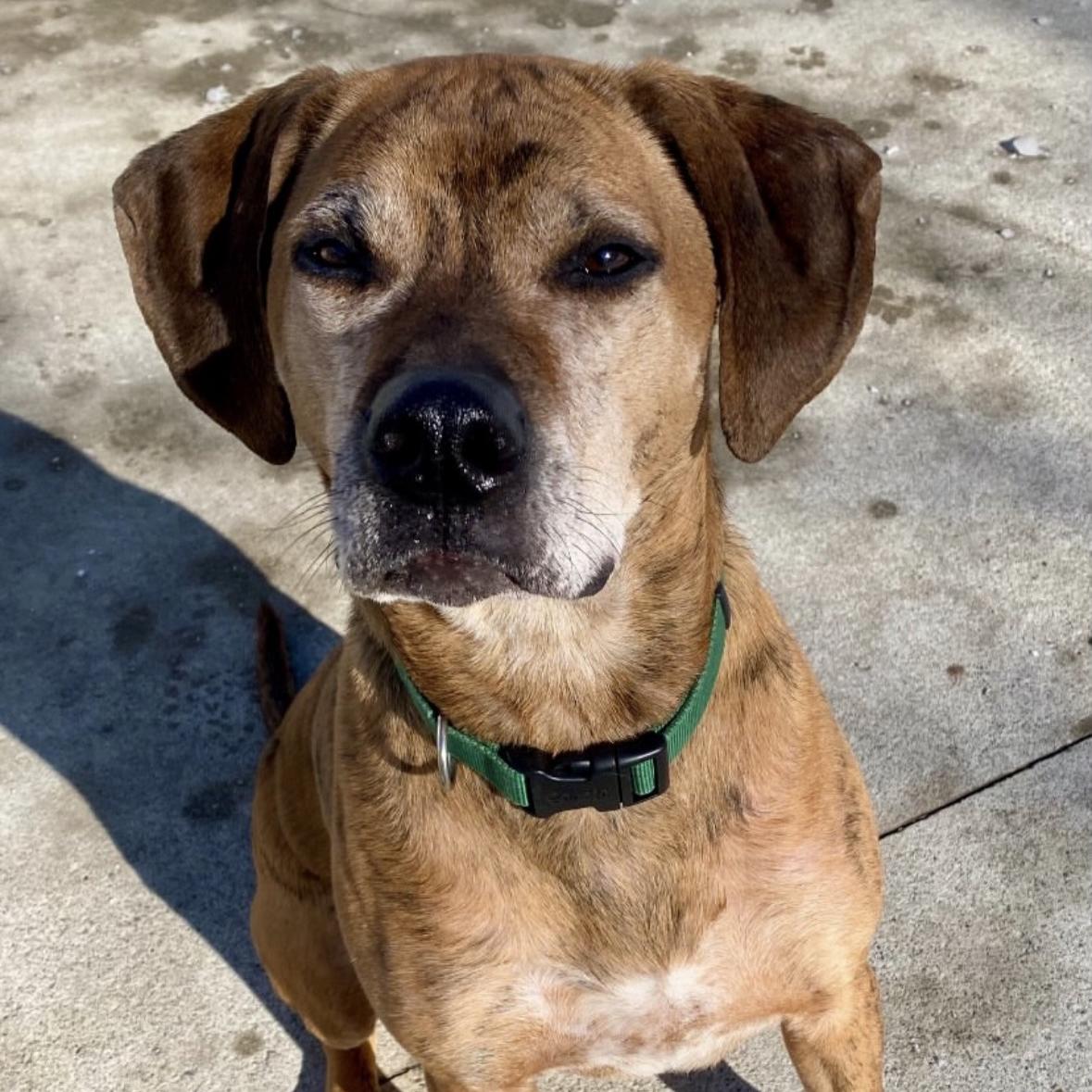 Hank, a ADOPTABLE mixed breed in Beacon, NY image 6/6