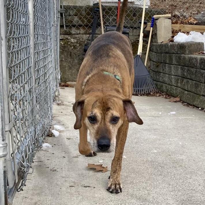 Hank, a ADOPTABLE mixed breed in Beacon, NY image 3/6