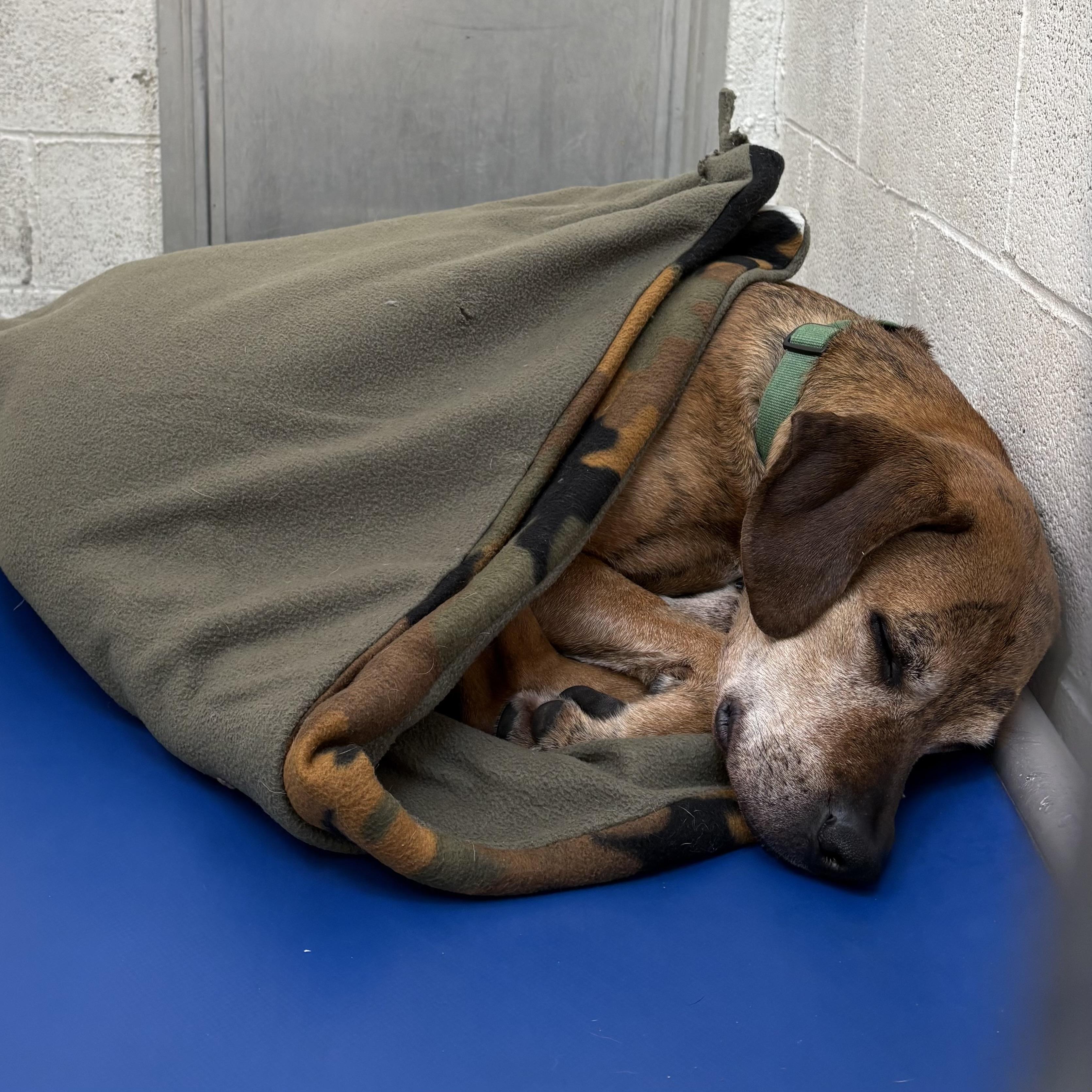 Enlarge Hank, a ADOPTABLE mixed breed in Beacon, NY image 6/6