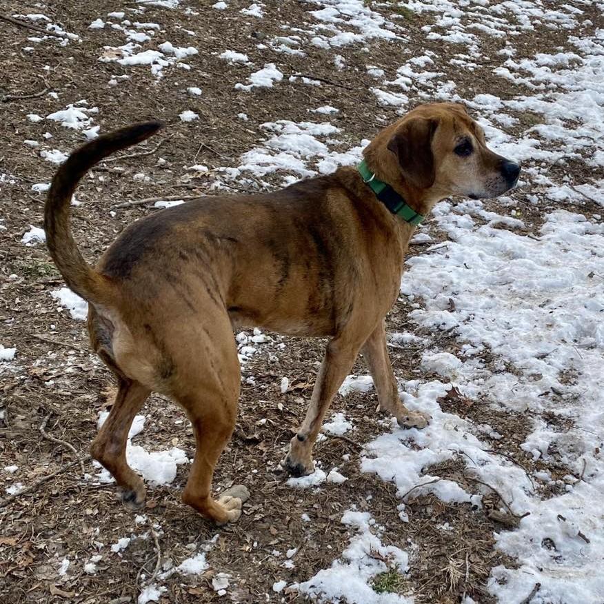 Hank, a ADOPTABLE mixed breed in Beacon, NY image 2/6