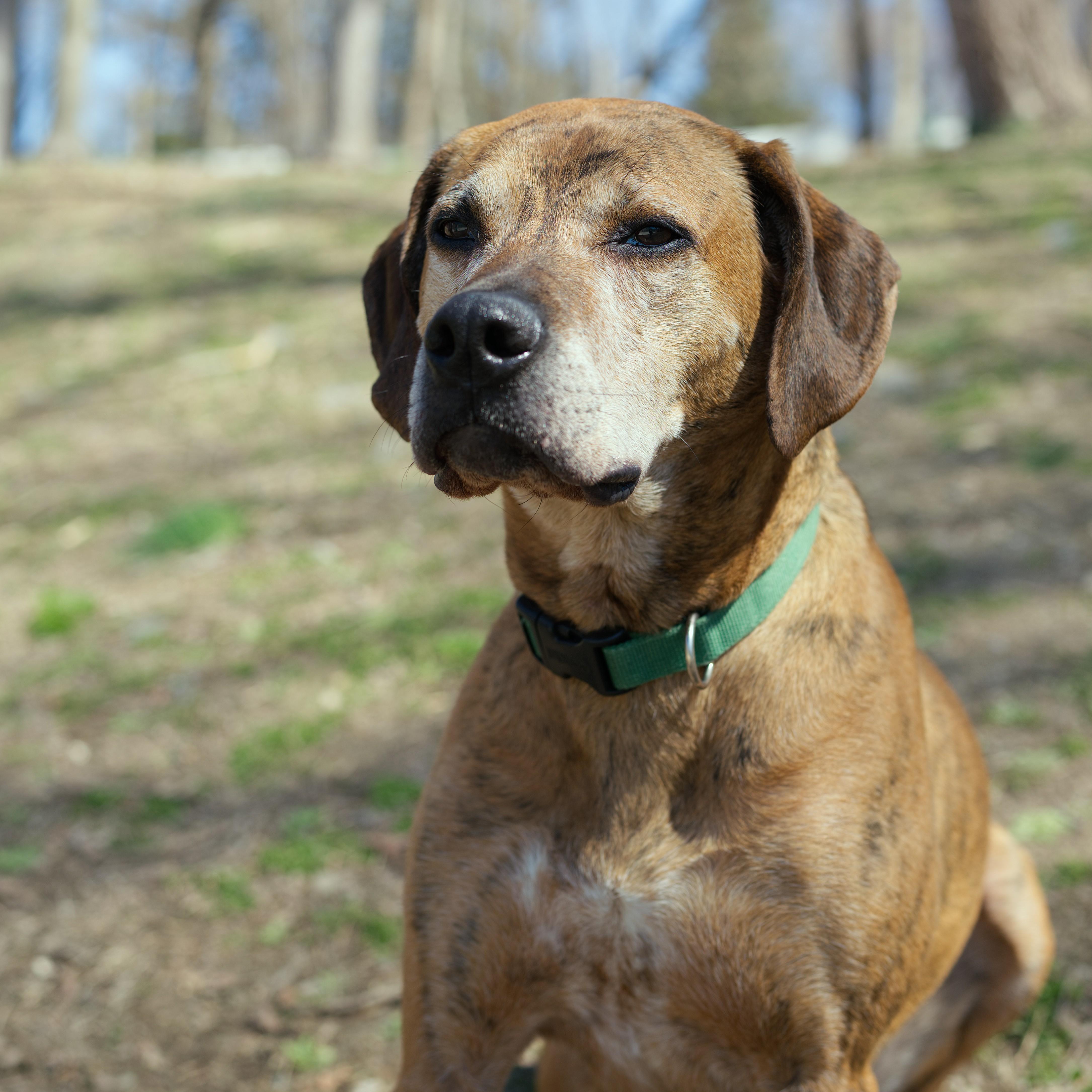 Enlarge Hank, a ADOPTABLE mixed breed in Beacon, NY image 1/6