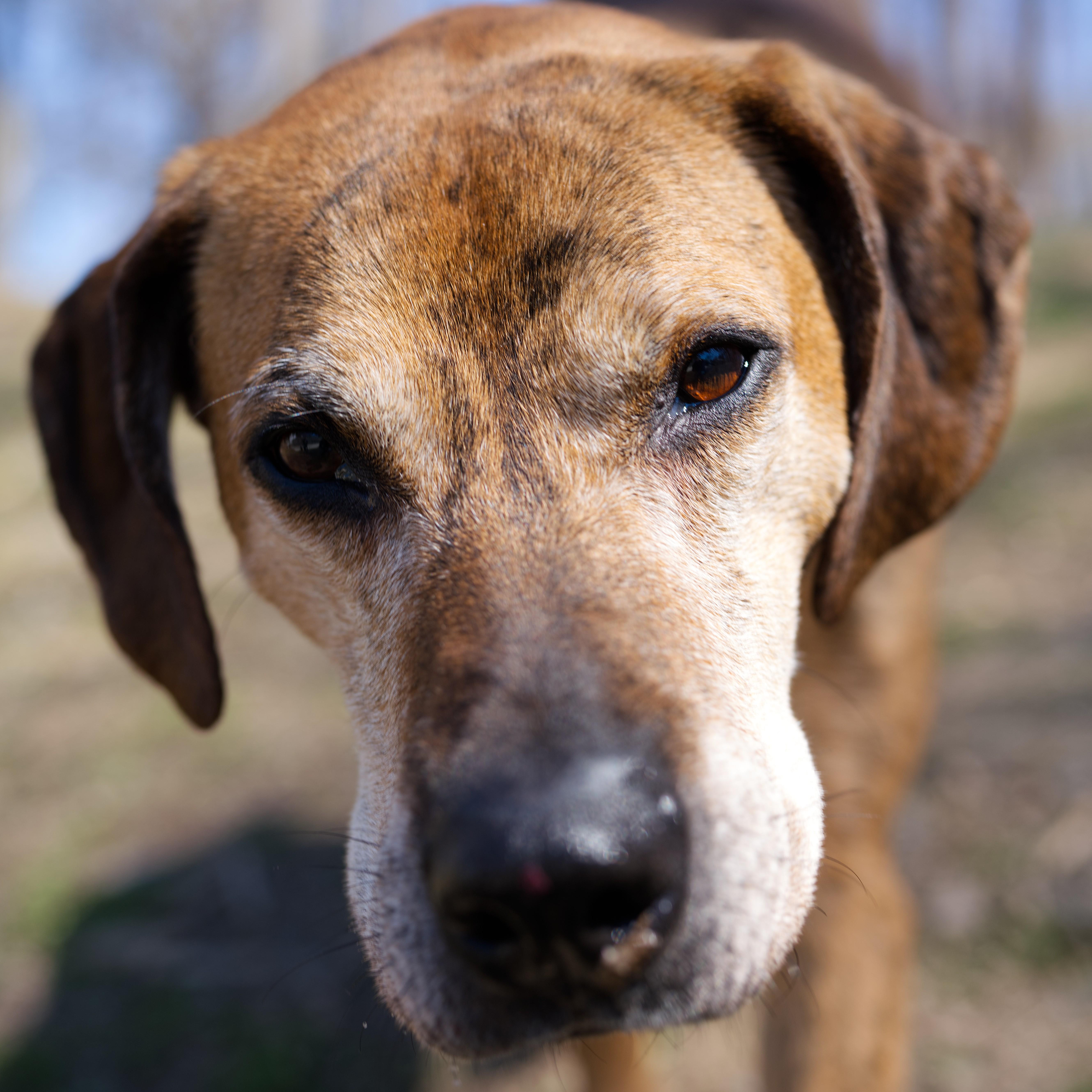 Enlarge Hank, a ADOPTABLE mixed breed in Beacon, NY image 2/6