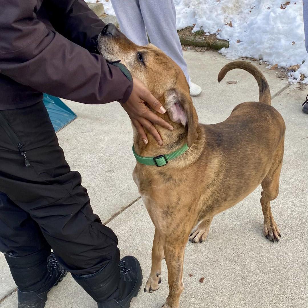 Hank, a ADOPTABLE mixed breed in Beacon, NY image 4/6
