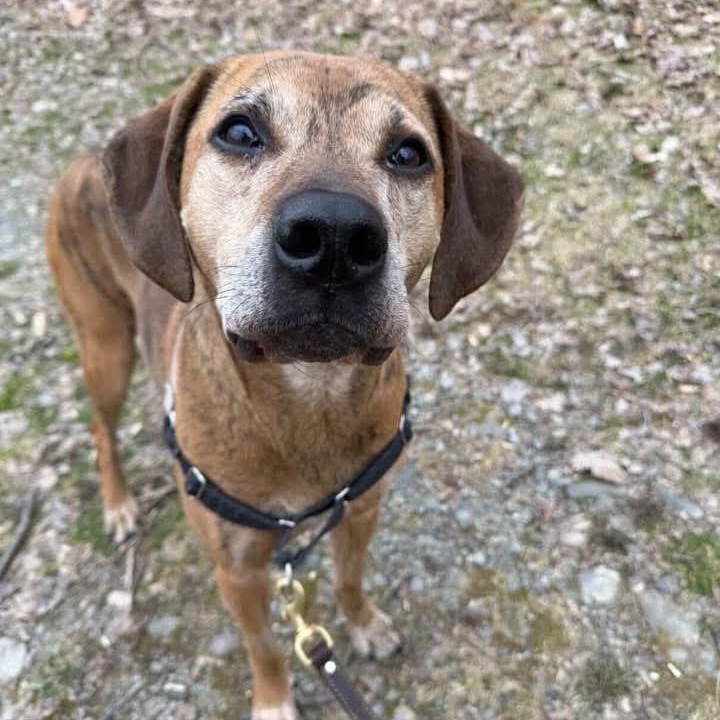 Enlarge Hank, a ADOPTABLE mixed breed in Beacon, NY image 3/6