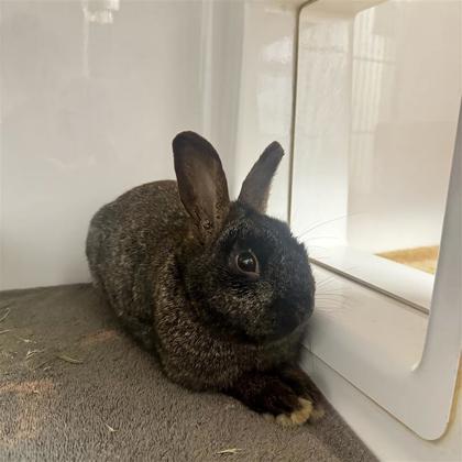 Enlarge Taylor, a ADOPTABLE Mini Rex in Hilliard, OH image 1/1