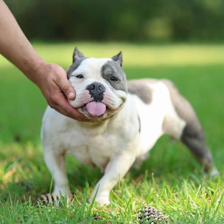 Enlarge Blankita, a Adoptable American Bully in Enfield, CT image 4/4