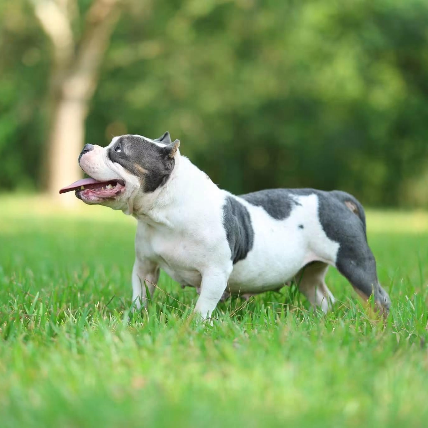 Enlarge Blankita, a Adoptable American Bully in Enfield, CT image 2/4