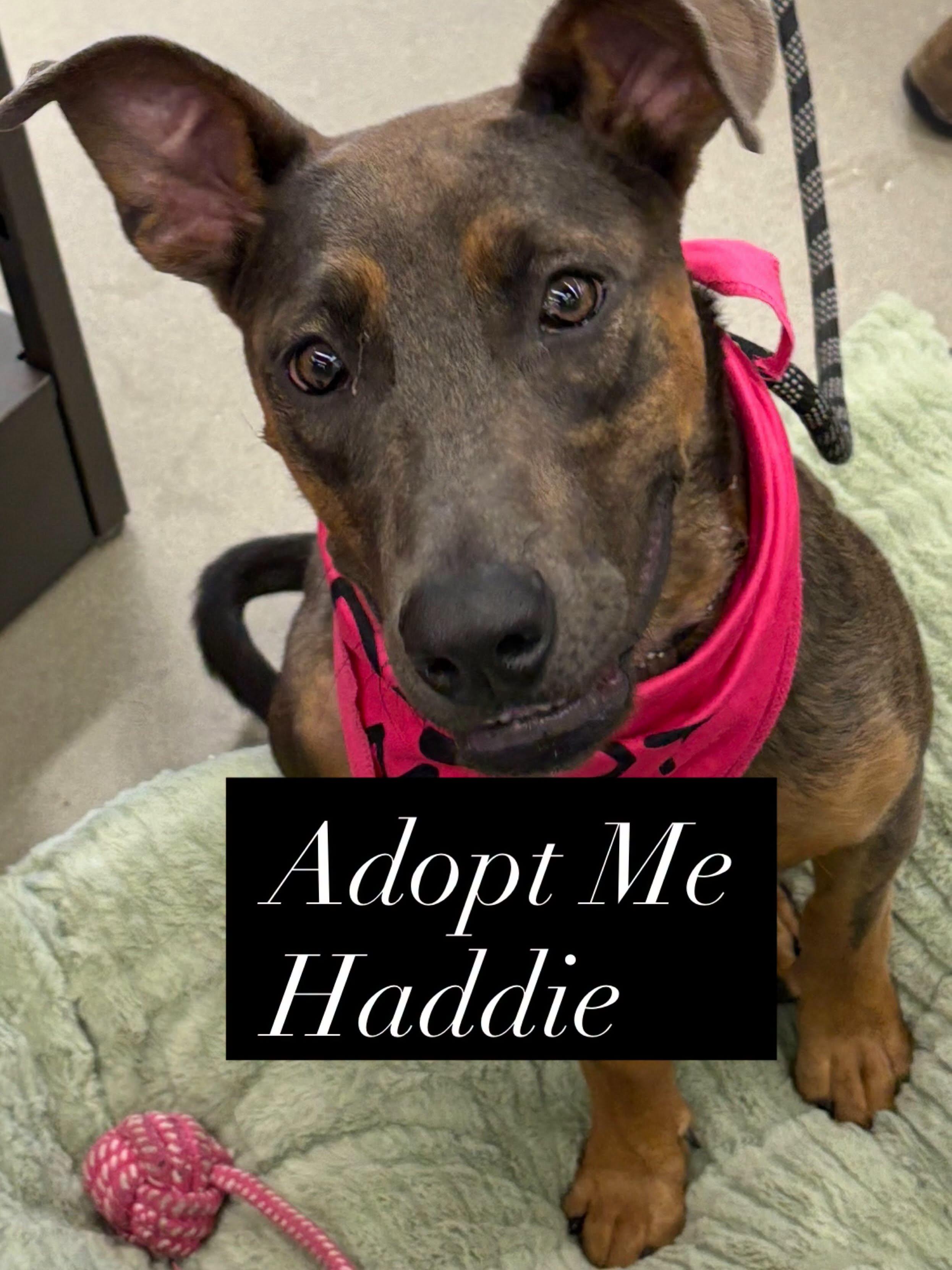 Enlarge Haddie NEEDS FOSTER or ADOPTER, a Adoptable mixed breed in Star, ID image 1/2