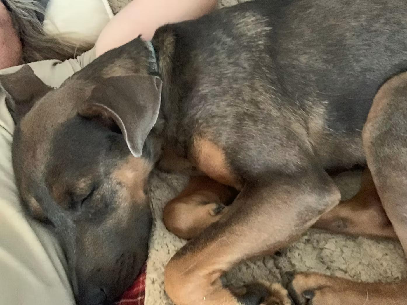 Enlarge Haddie NEEDS FOSTER or ADOPTER, a Adoptable mixed breed in Star, ID image 2/2