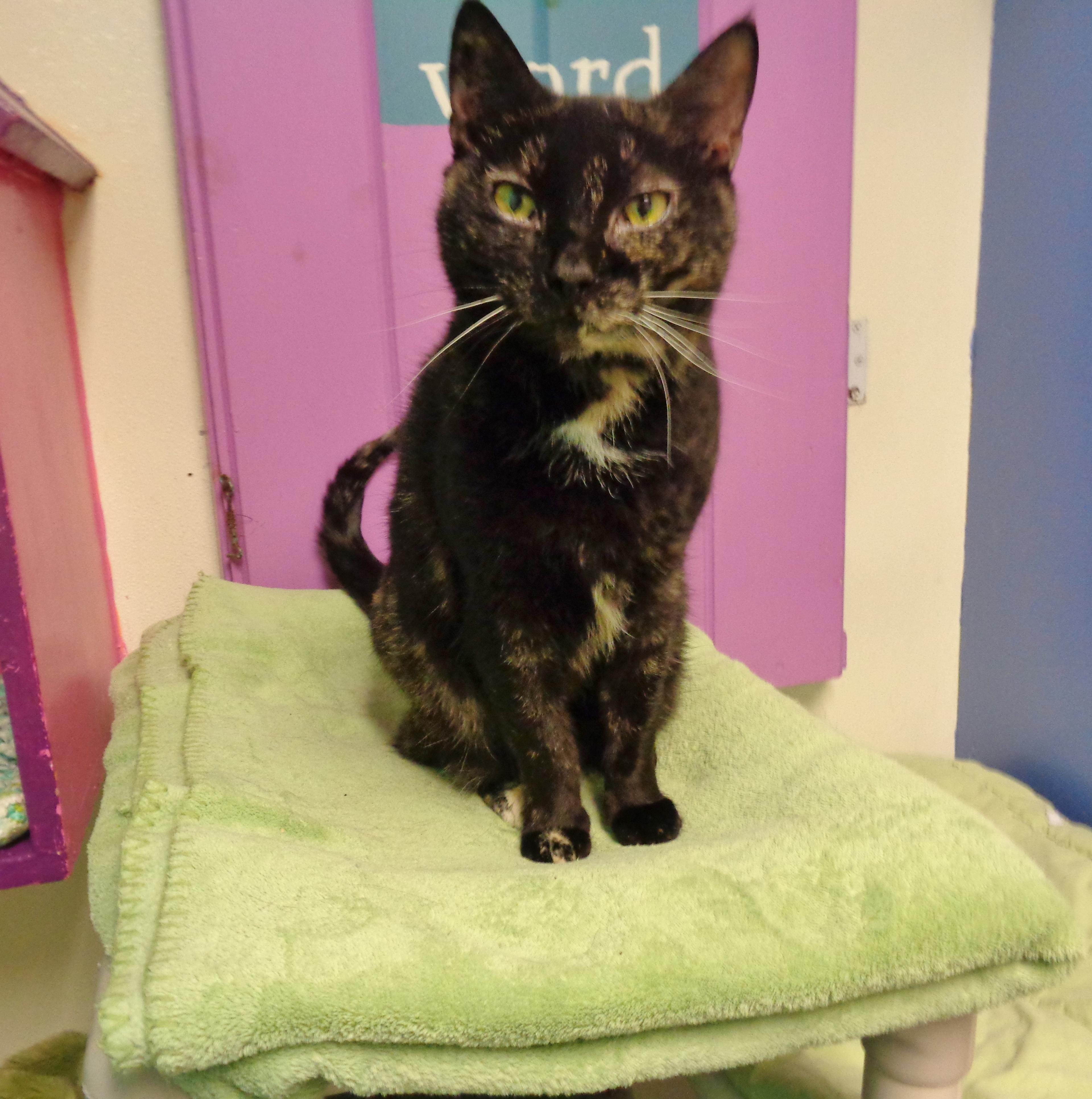 Enlarge PEANUT, a ADOPTABLE Tortoiseshell in Delhi, NY image 4/4