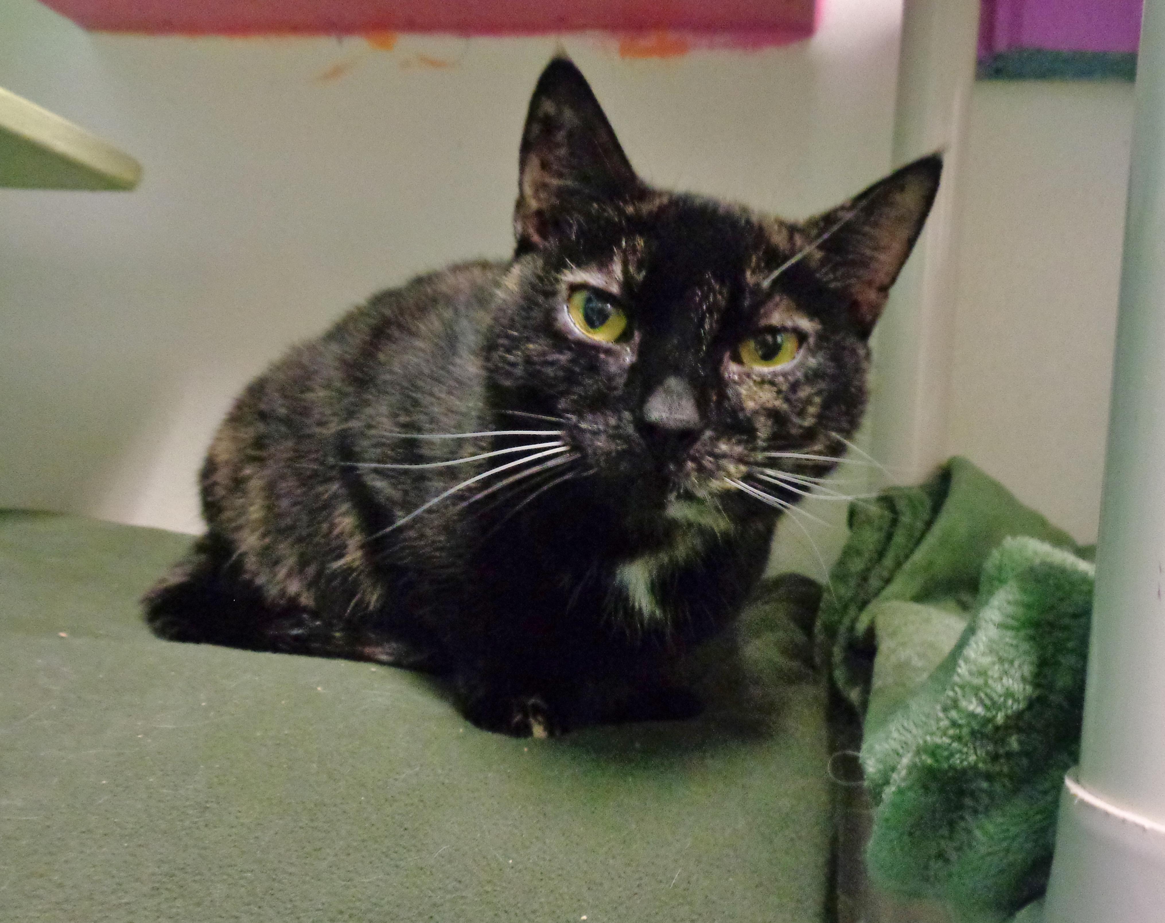 Enlarge PEANUT, a ADOPTABLE Tortoiseshell in Delhi, NY image 1/4
