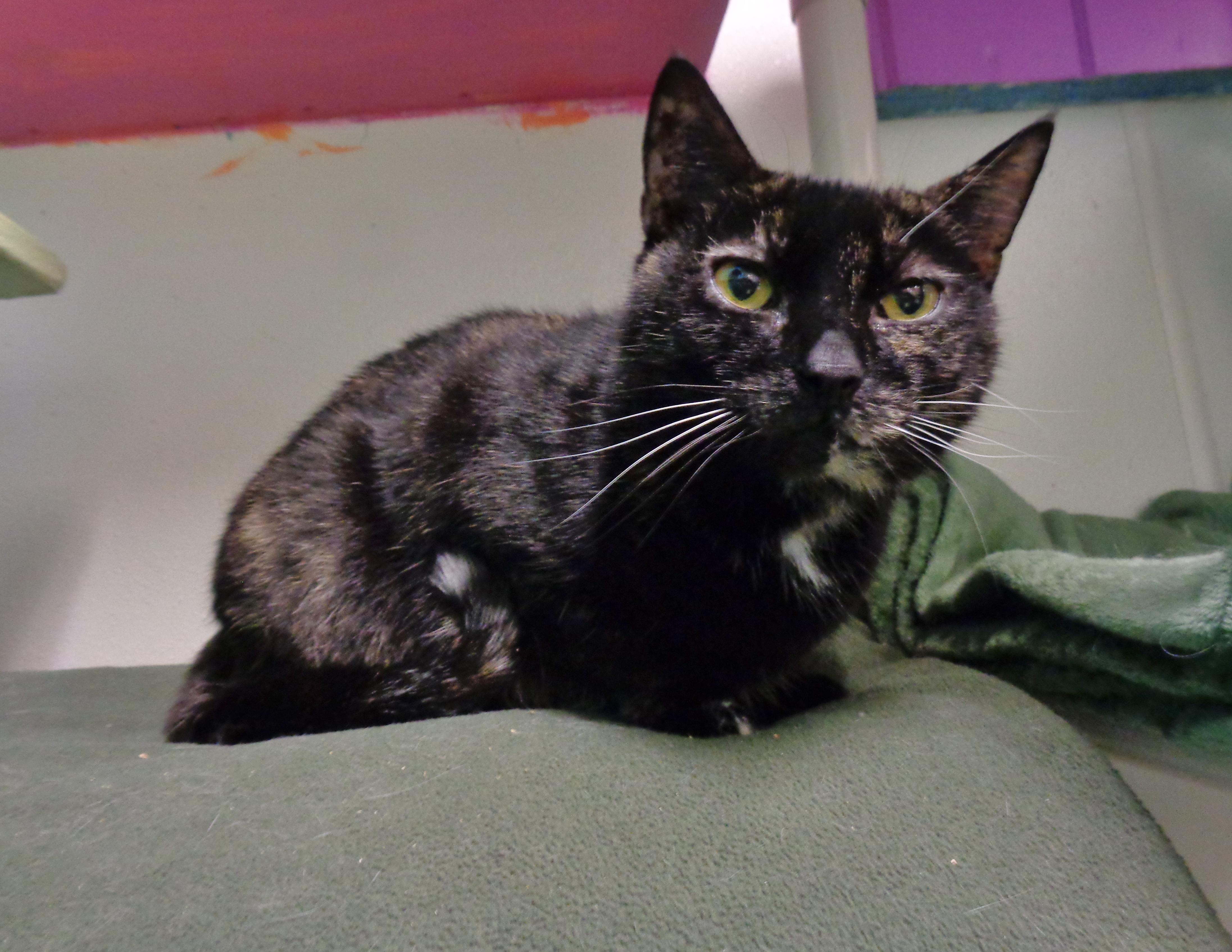 Enlarge PEANUT, a ADOPTABLE Tortoiseshell in Delhi, NY image 3/4