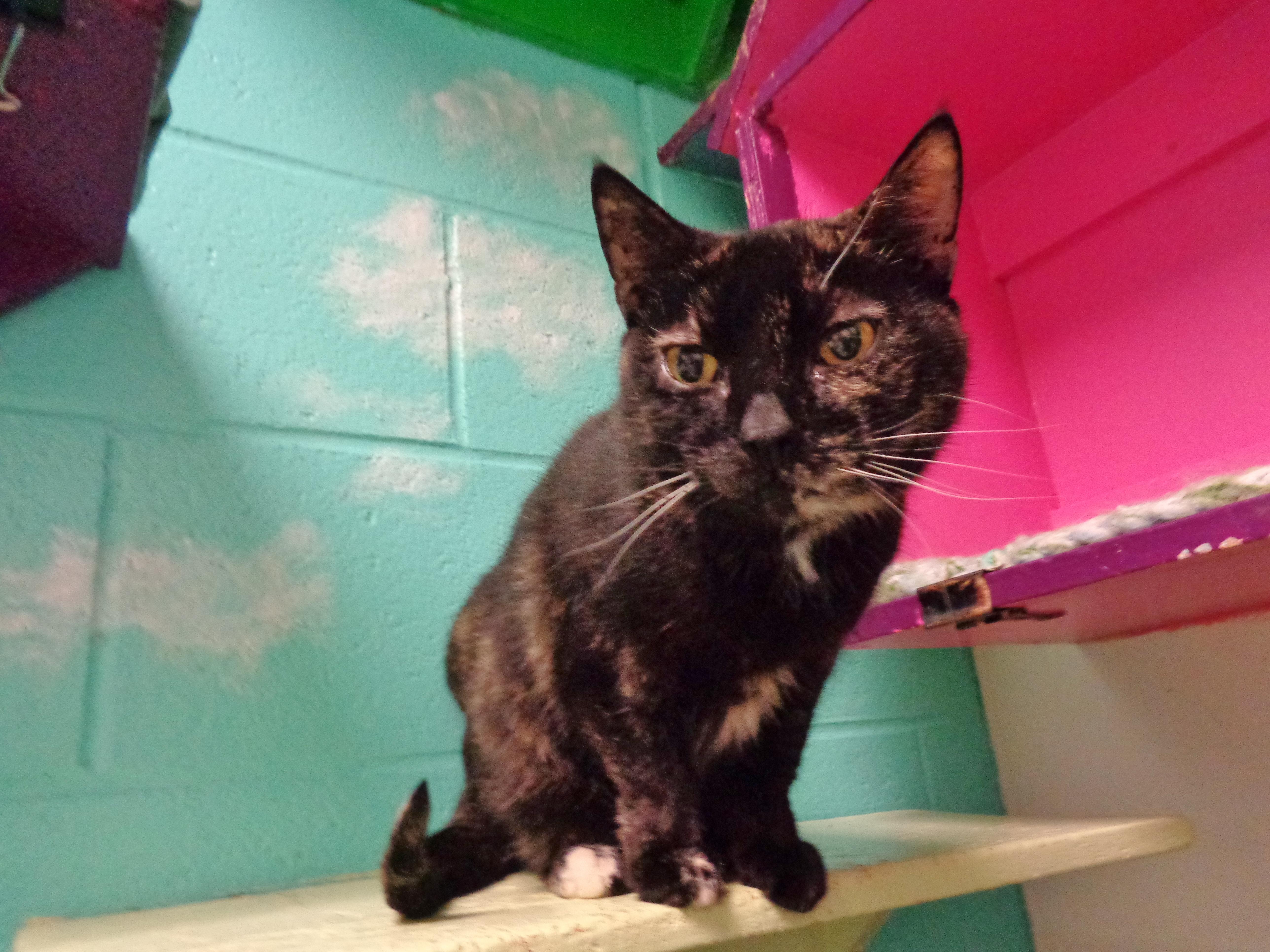 Enlarge PEANUT, a ADOPTABLE Tortoiseshell in Delhi, NY image 2/4