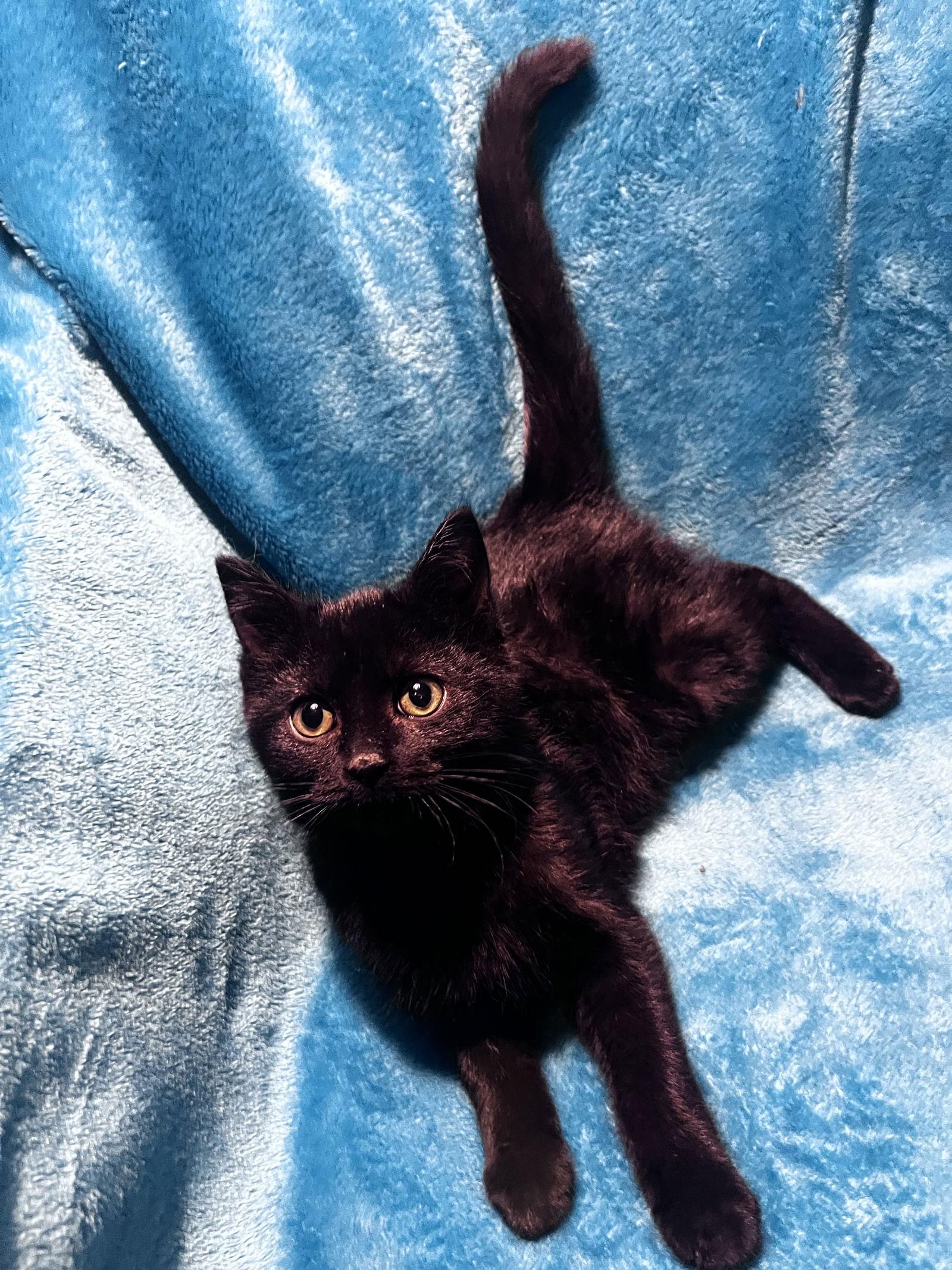 Michael, Adoptable, Kitten Male Tuxedo & Domestic Short Hair.