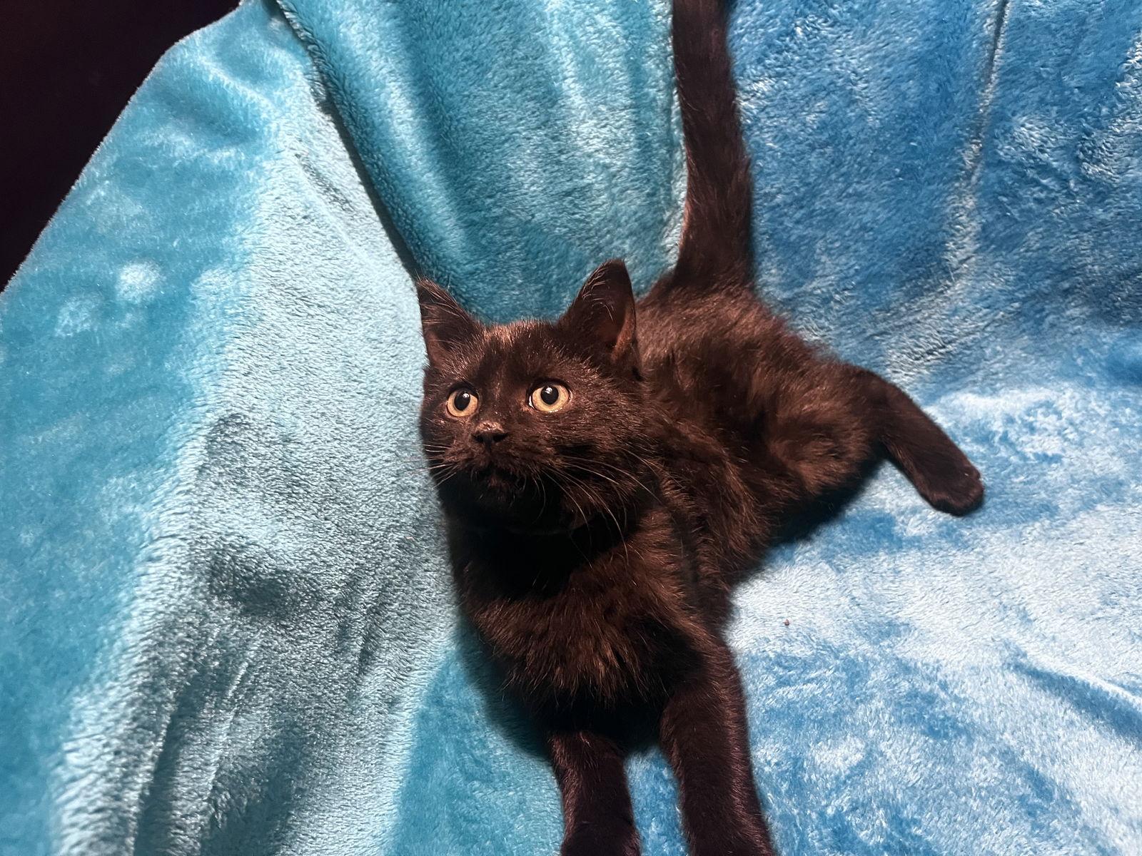 Enlarge Michael, a Adoptable mixed breed in Cookeville, TN image 2/3