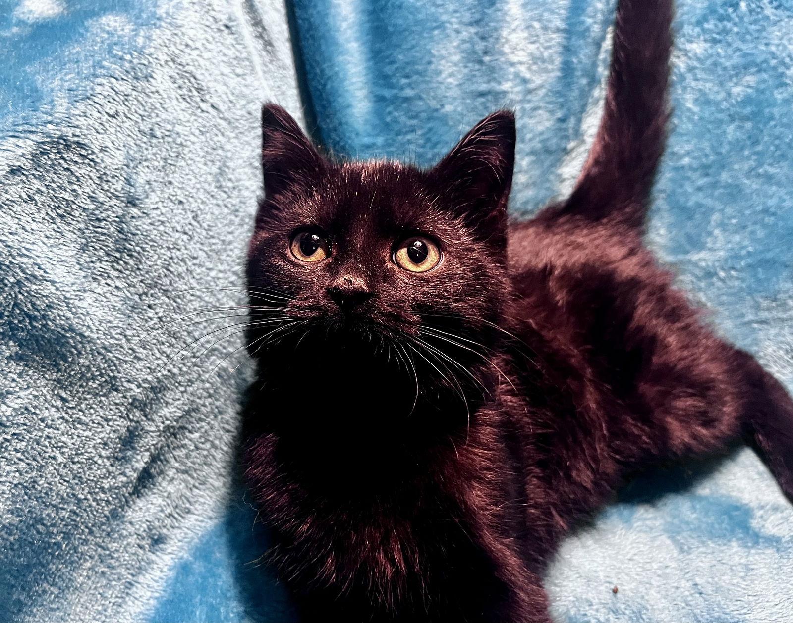 Enlarge Michael, a Adoptable mixed breed in Cookeville, TN image 3/3