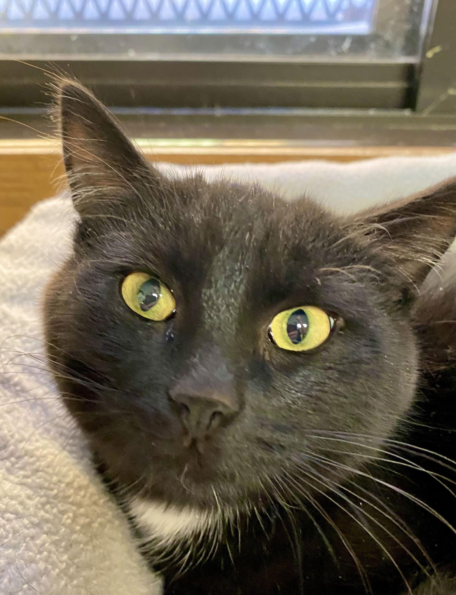 Enlarge Riff, a Adoptable Domestic Short Hair in Fargo, ND image 1/1