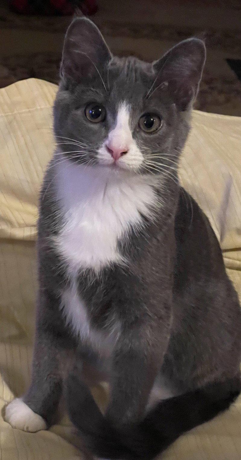 Enlarge Mitts & Piper, a Adopted Domestic Short Hair in O'Fallon, MO image 2/3