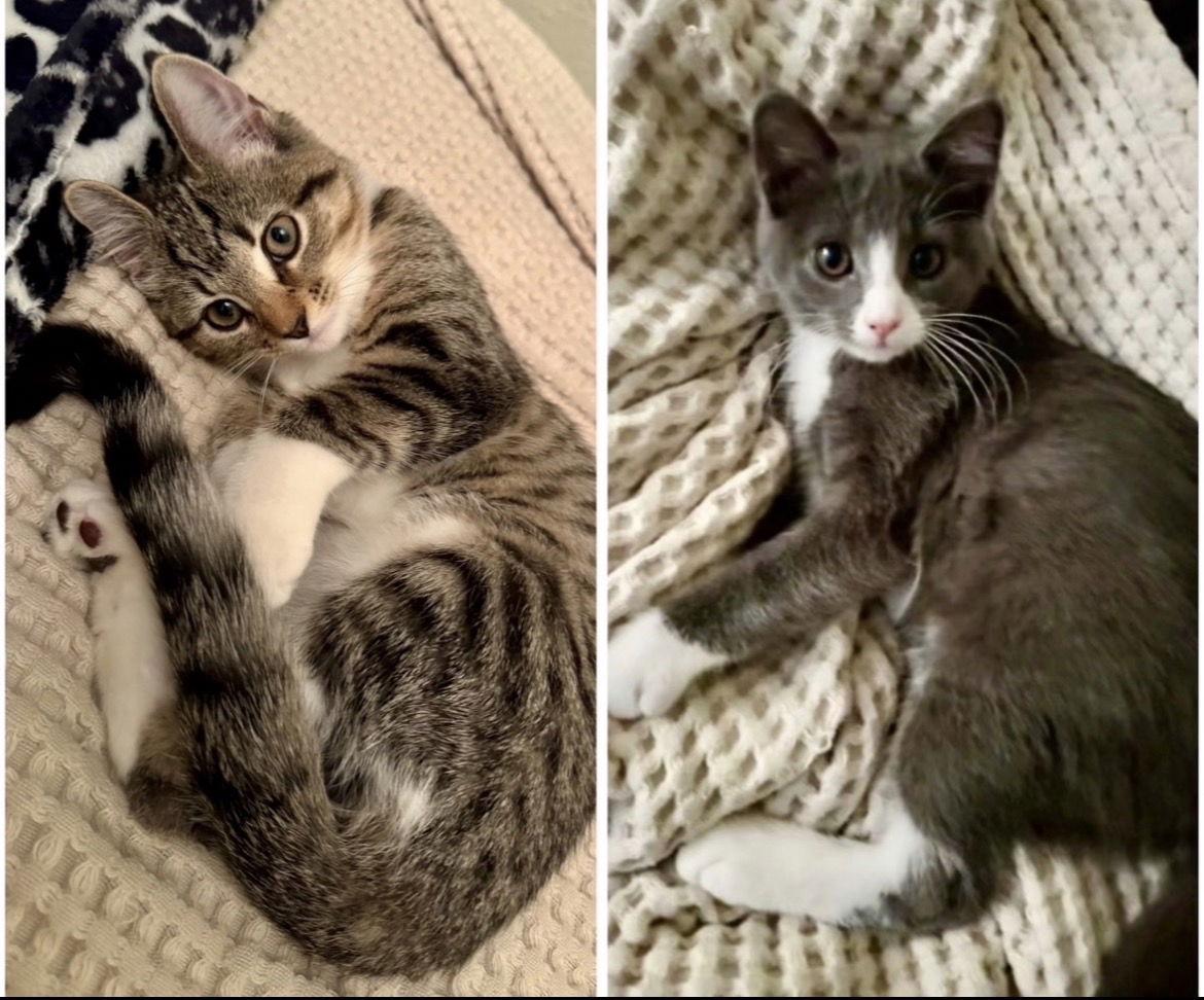 Mitts & Piper, Adopted, Kitten Female Domestic Short Hair.