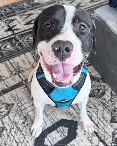 Enlarge ACE, a Adoptable Pit Bull Terrier in Upper Marlboro, MD image 1/1