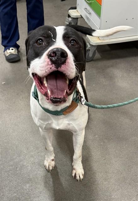 Enlarge ACE, a Adoptable Pit Bull Terrier in Upper Marlboro, MD image 1/1
