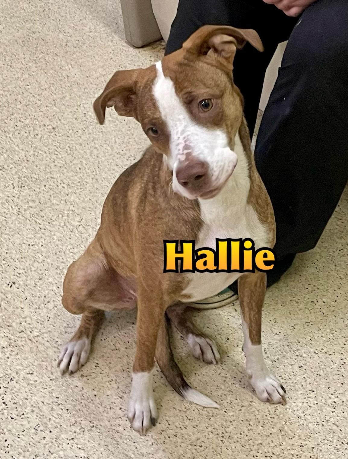 Hallie