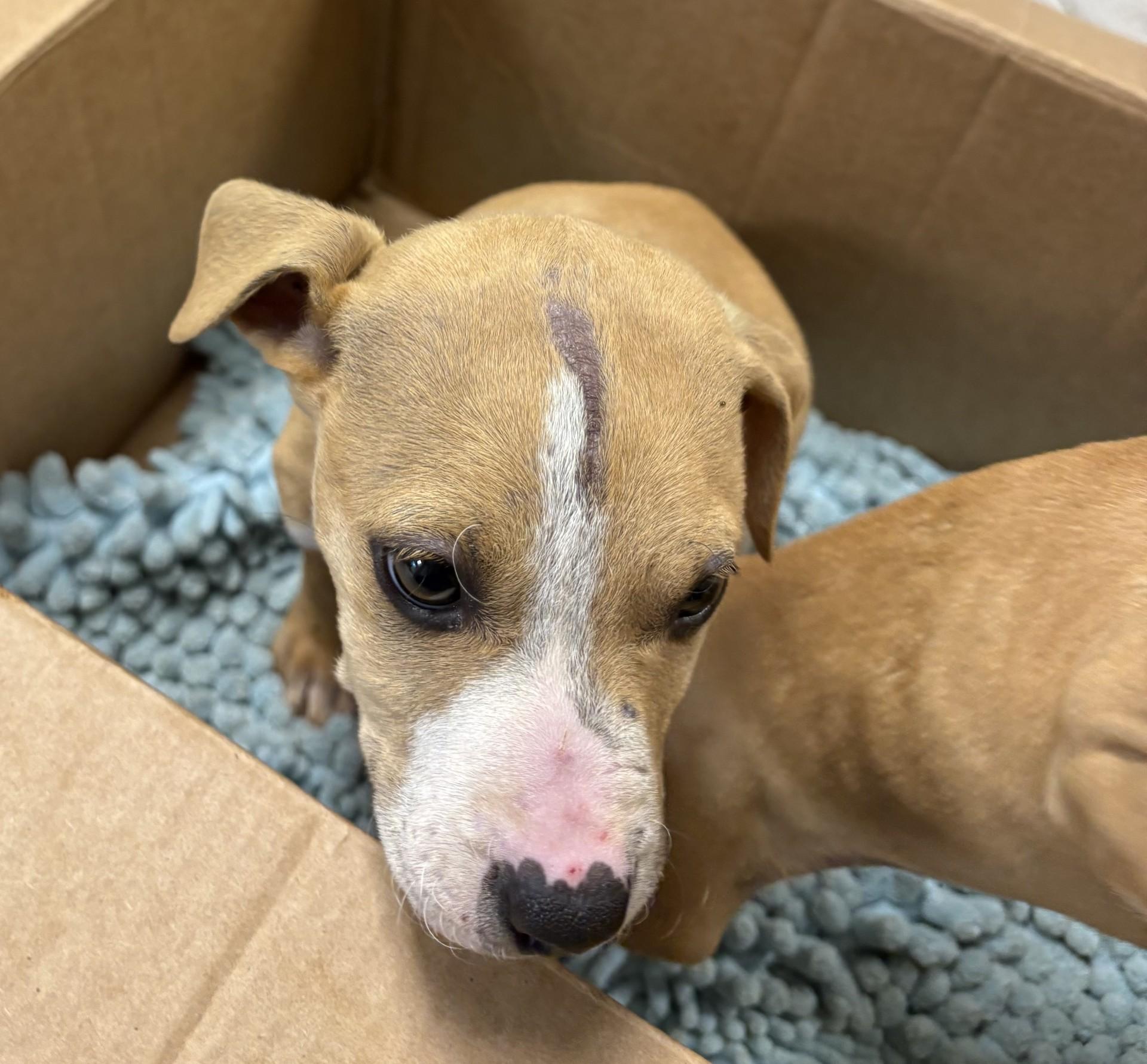 MENDY, Adoptable, Puppy Female Pit Bull Terrier.