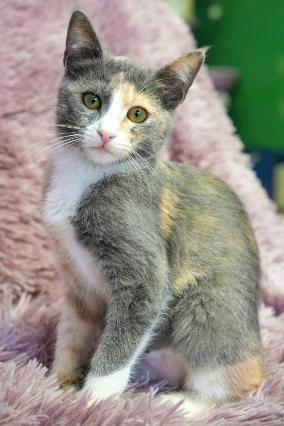 Enlarge Josie, a Adoptable mixed breed in Campbell, CA image 1/3