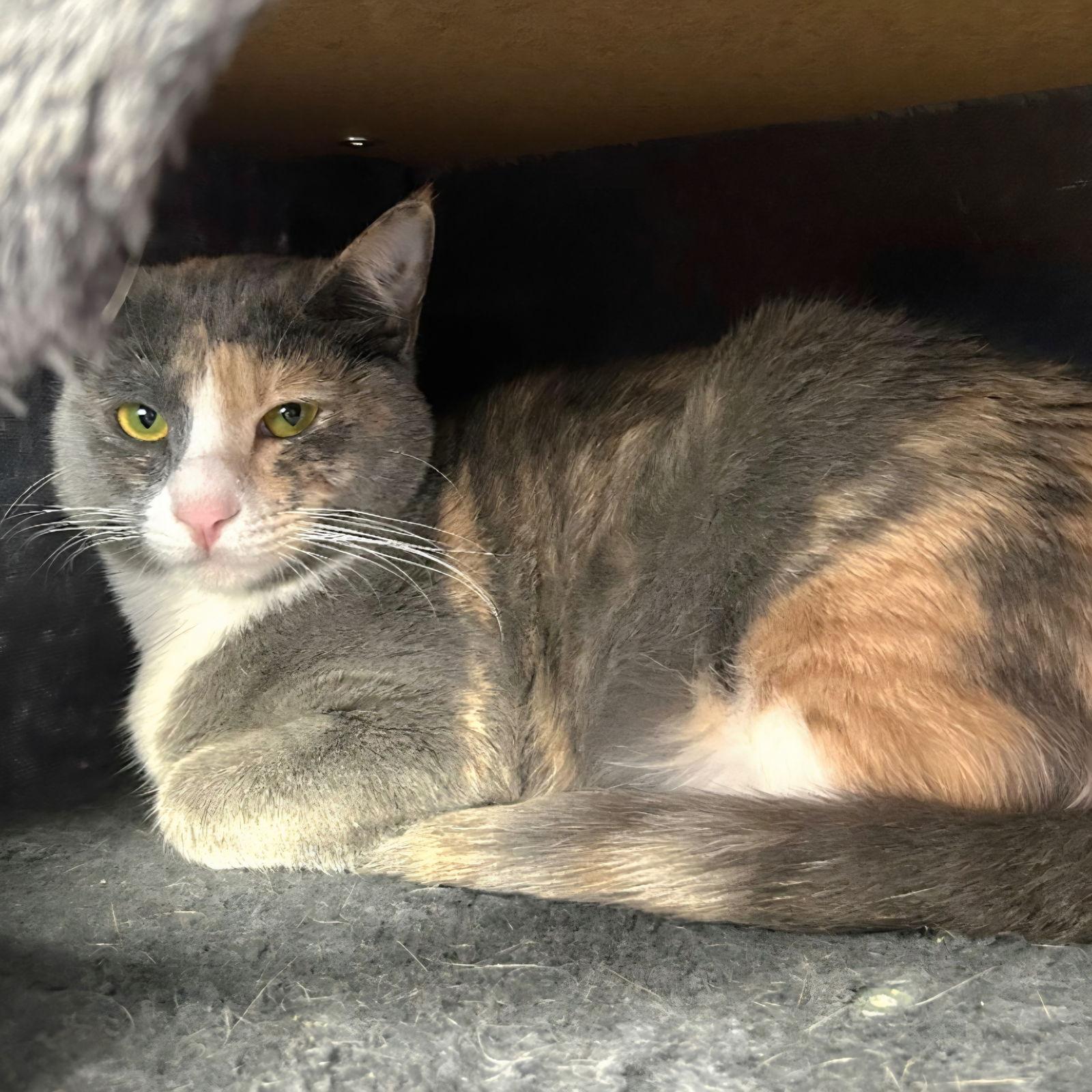 Enlarge Josie, a Adoptable mixed breed in Campbell, CA image 2/3